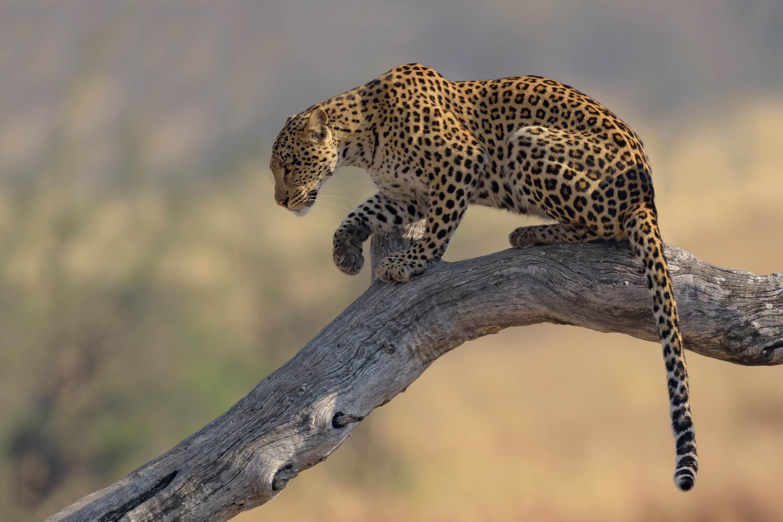 Leopard HD wallpaper, Captivating image, Majestic creature, Intriguing pattern, 3000x2010 HD Desktop