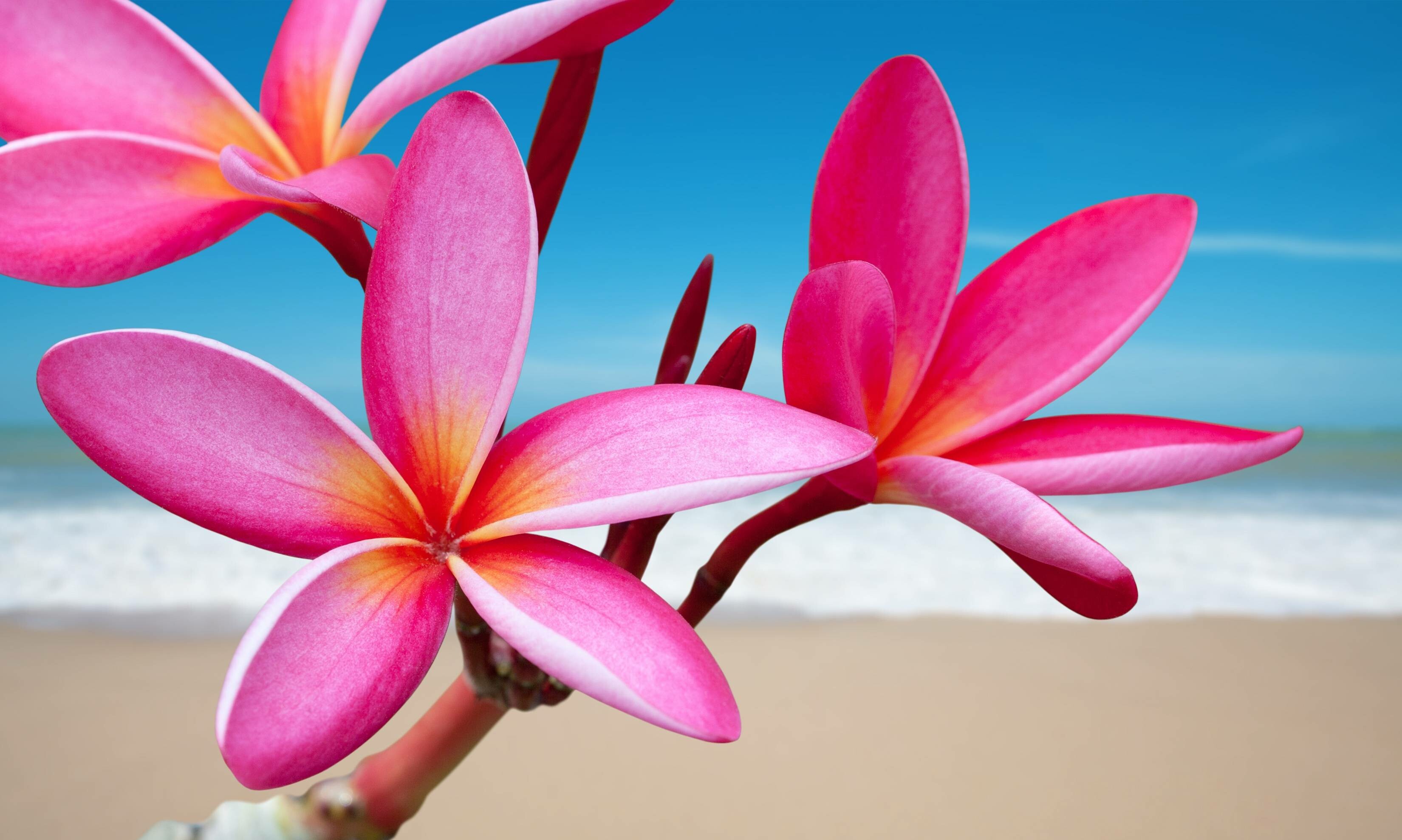 Rubra, Plumeria Wallpaper, 3300x1980 HD Desktop