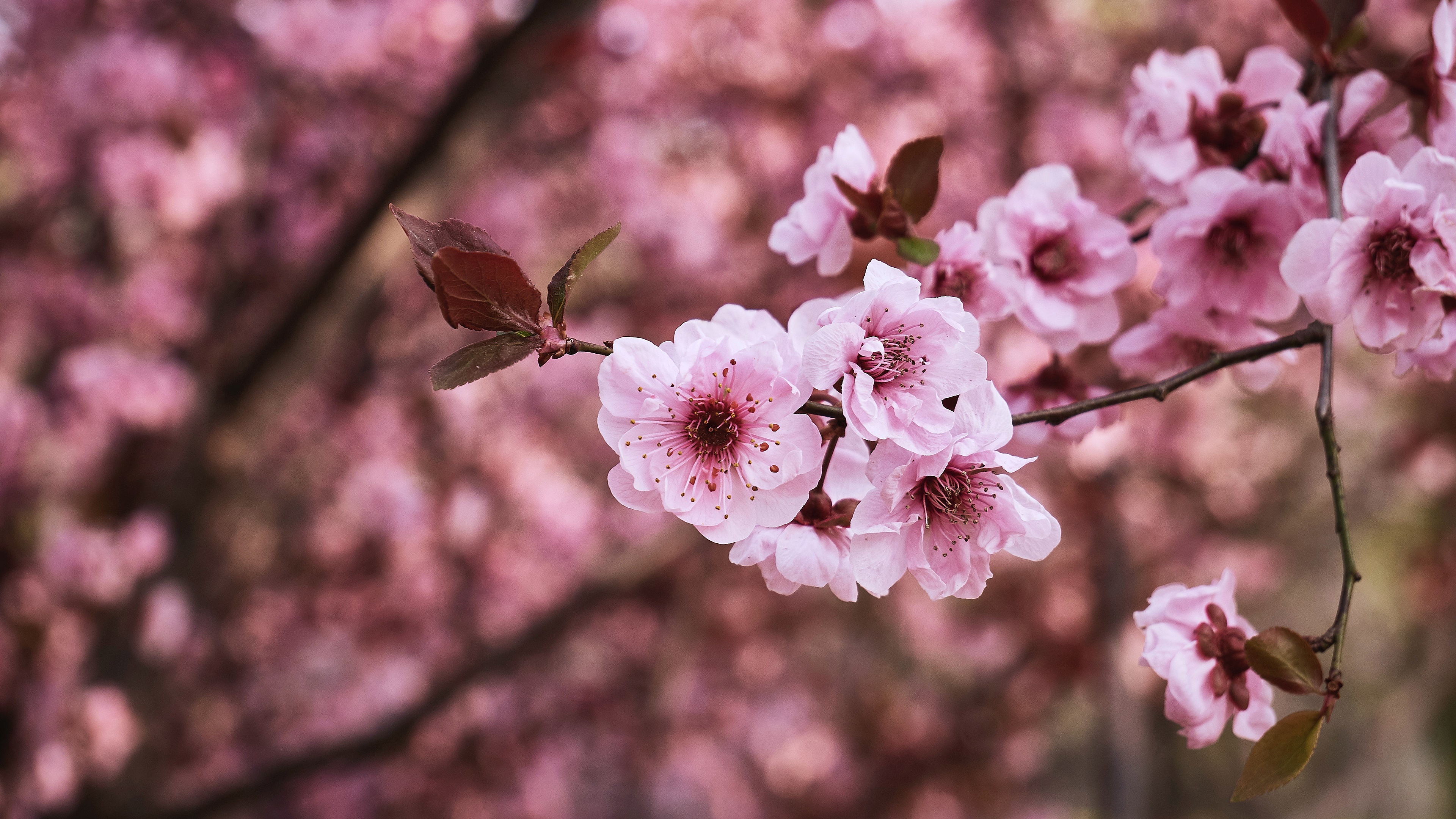 Pink cherry blossoms, Blooming sakura petals, Spring tree branch, 4K Desktop wallpaper