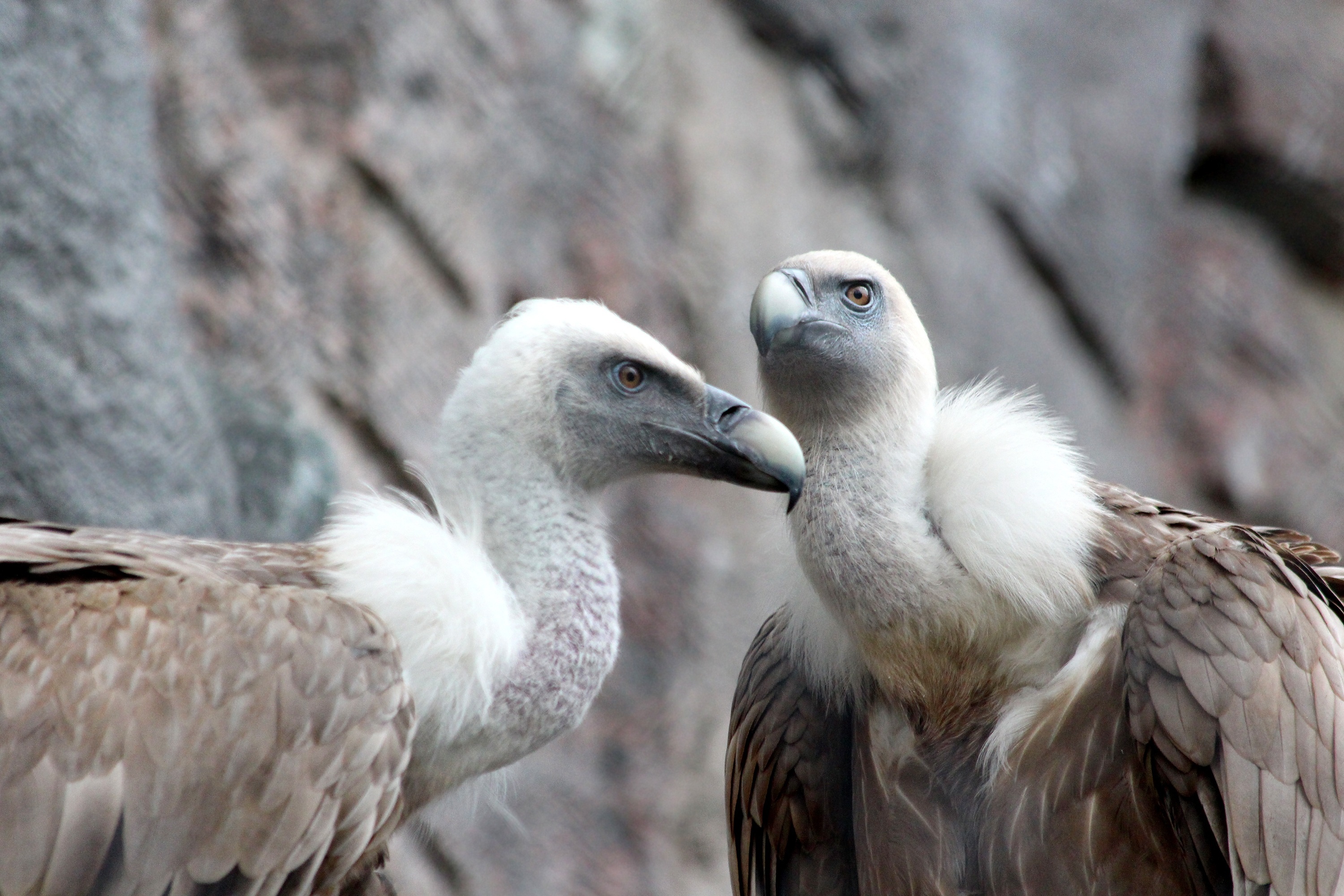 Seabird photography, Avian diversity, Fauna and wildlife, Griffon vulture's habitat, 3000x2000 HD Desktop