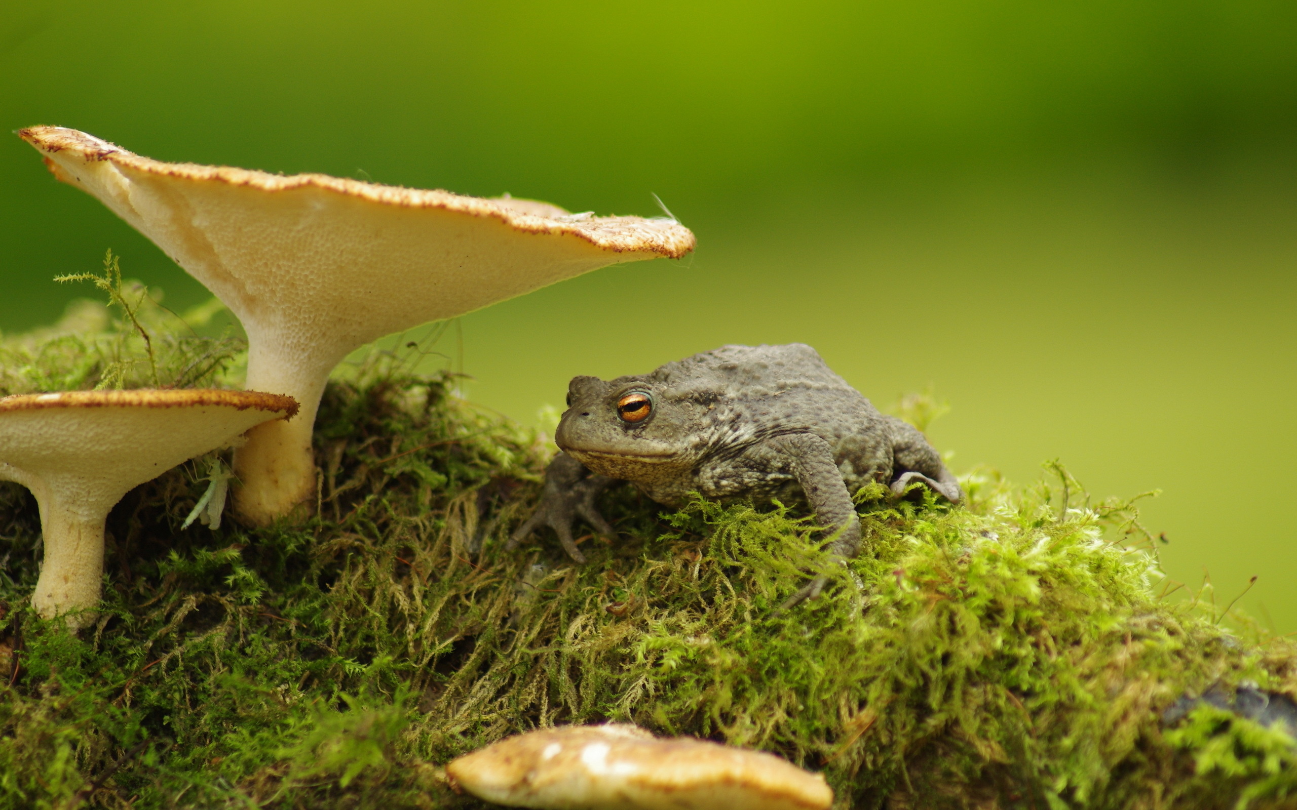 Toad wallpapers, Eclectic collection, Toad species, Nature's splendor, 2560x1600 HD Desktop