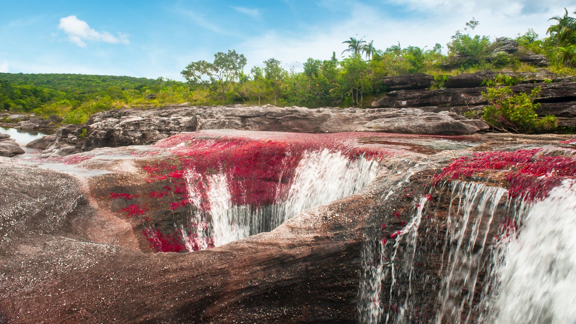 Serrania de la Macarena travels, Cao Cristales HD, Wallpapers and backgrounds, 1920x1080 Full HD Desktop