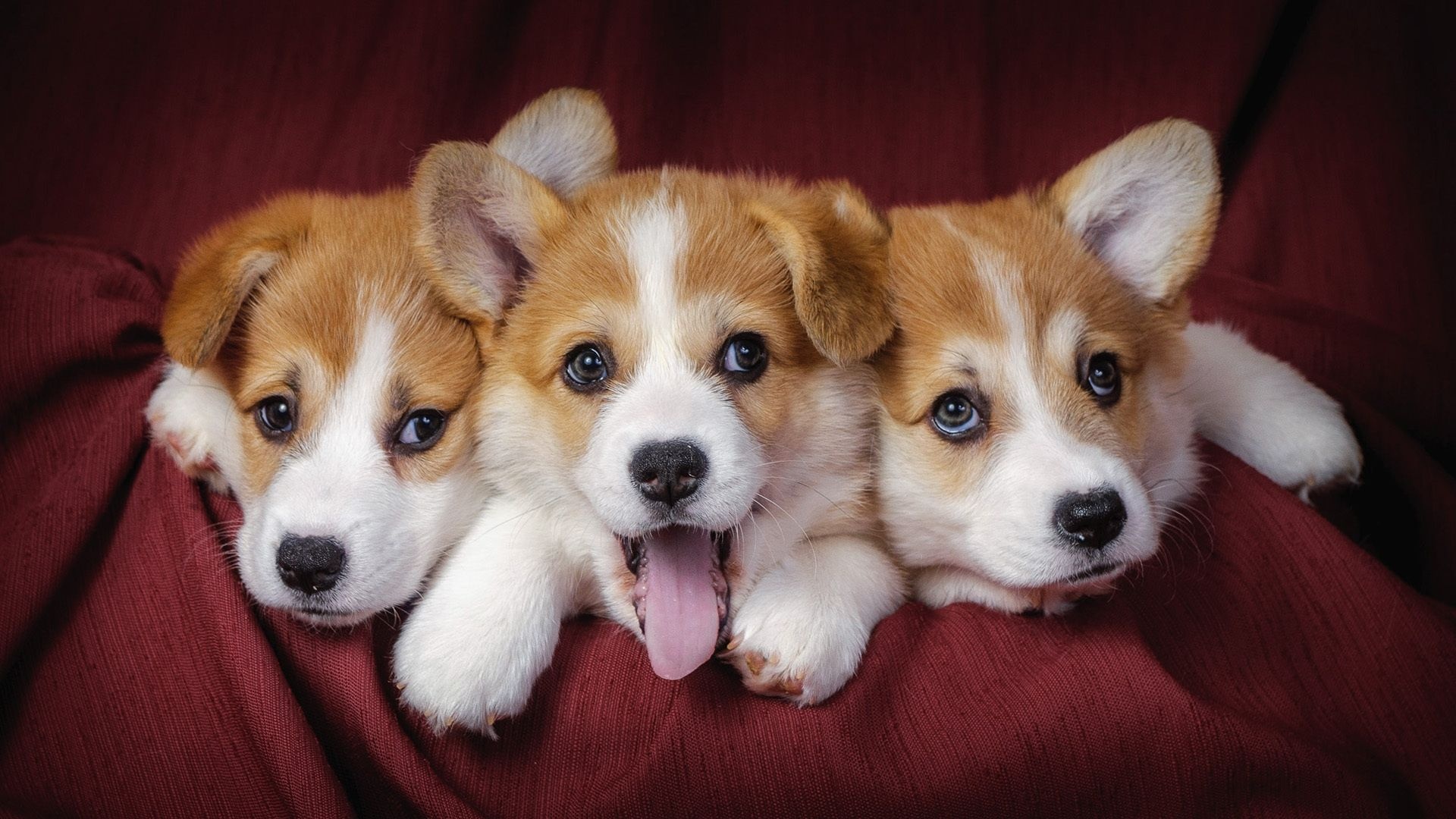 Puppies, Cute Dogs Wallpaper, 1920x1080 Full HD Desktop