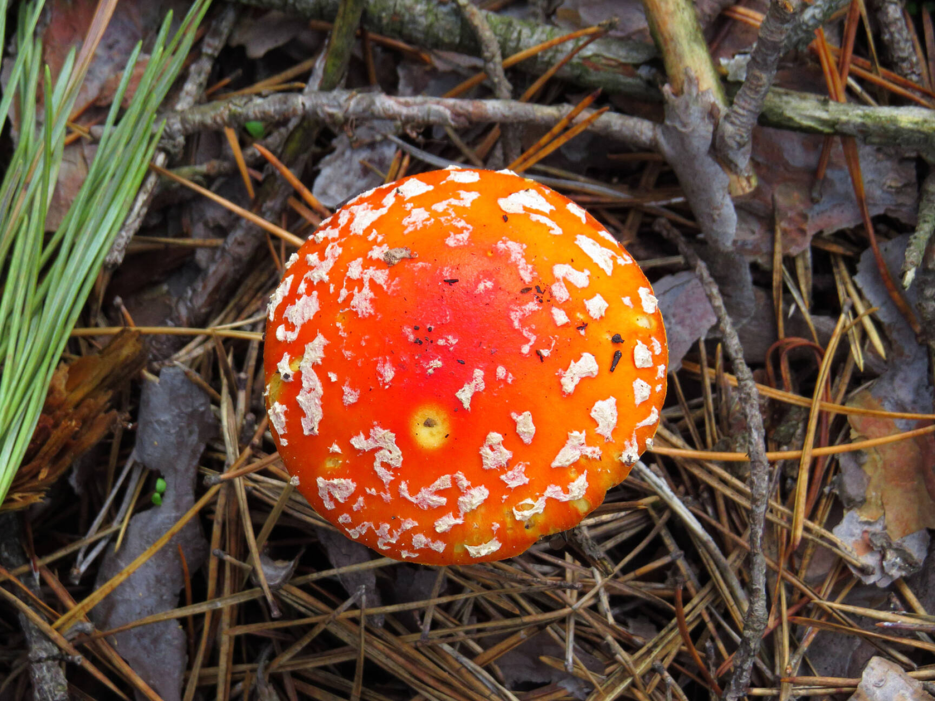 Mushrooms amanita, Mushroom top view, Mushroom images, Free pics, 1920x1440 HD Desktop