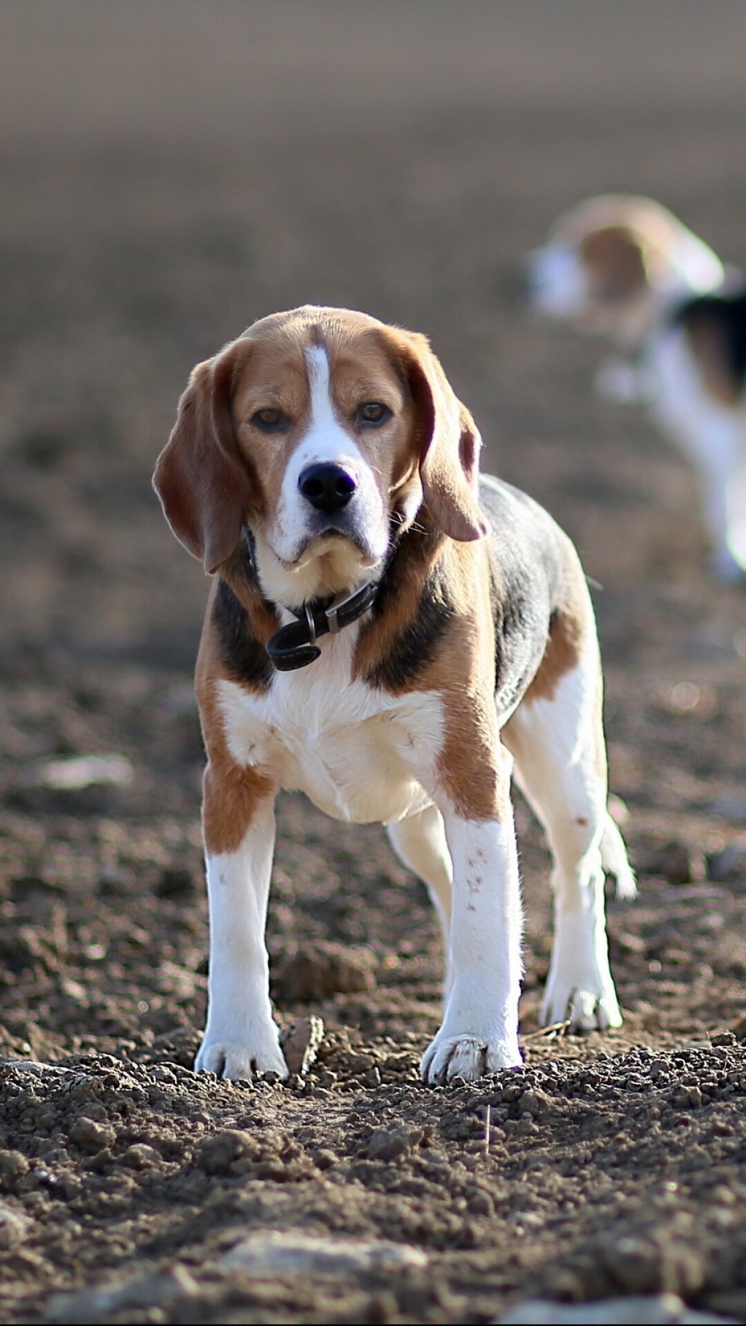 Beagle dog, Adorable pet, Animal companion, Loyal friend, 1080x1920 Full HD Phone