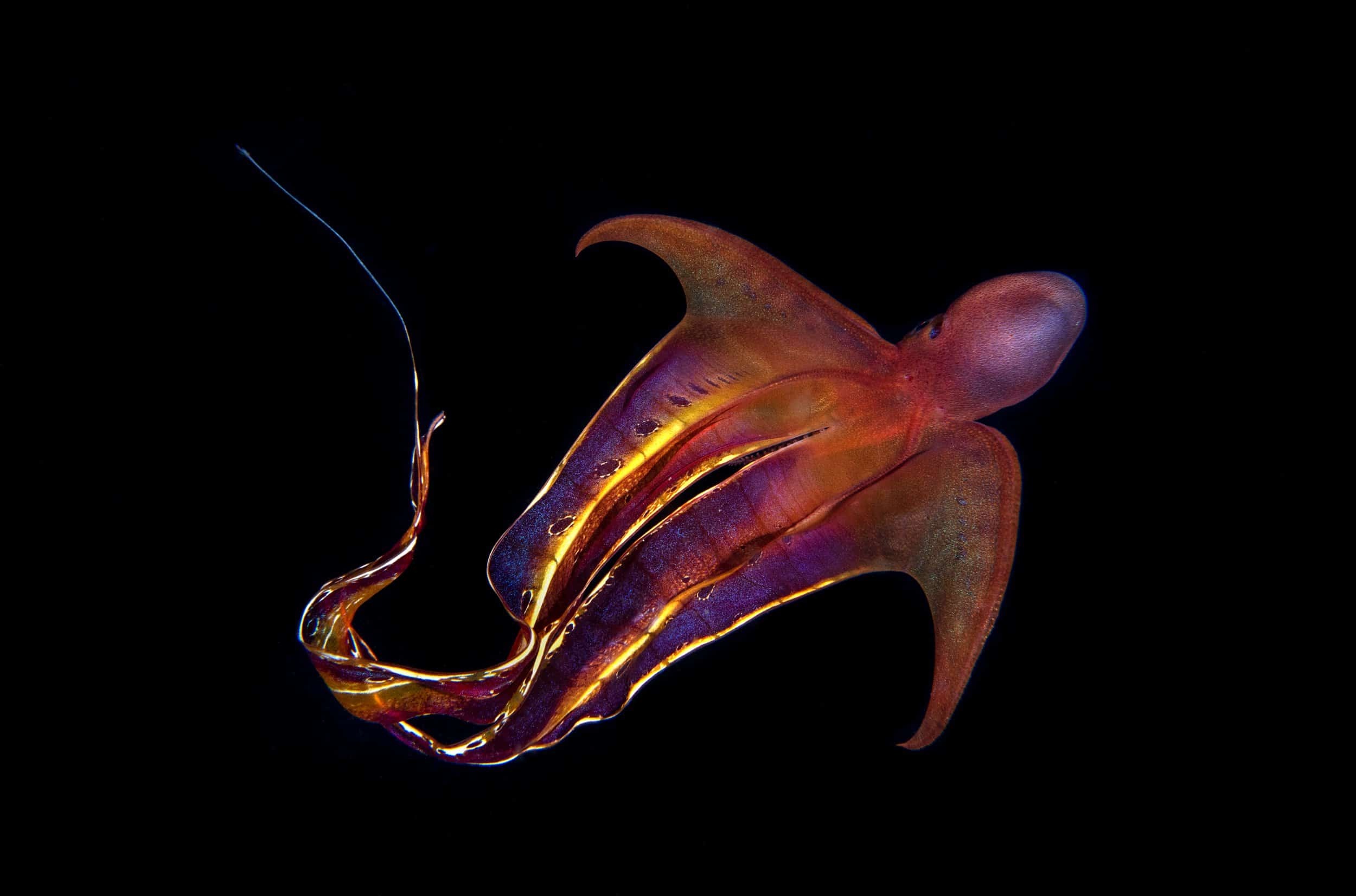 Superhero of the sea, Blanket octopus facts, Female cephalopod, Aquatic wonder, 2500x1660 HD Desktop