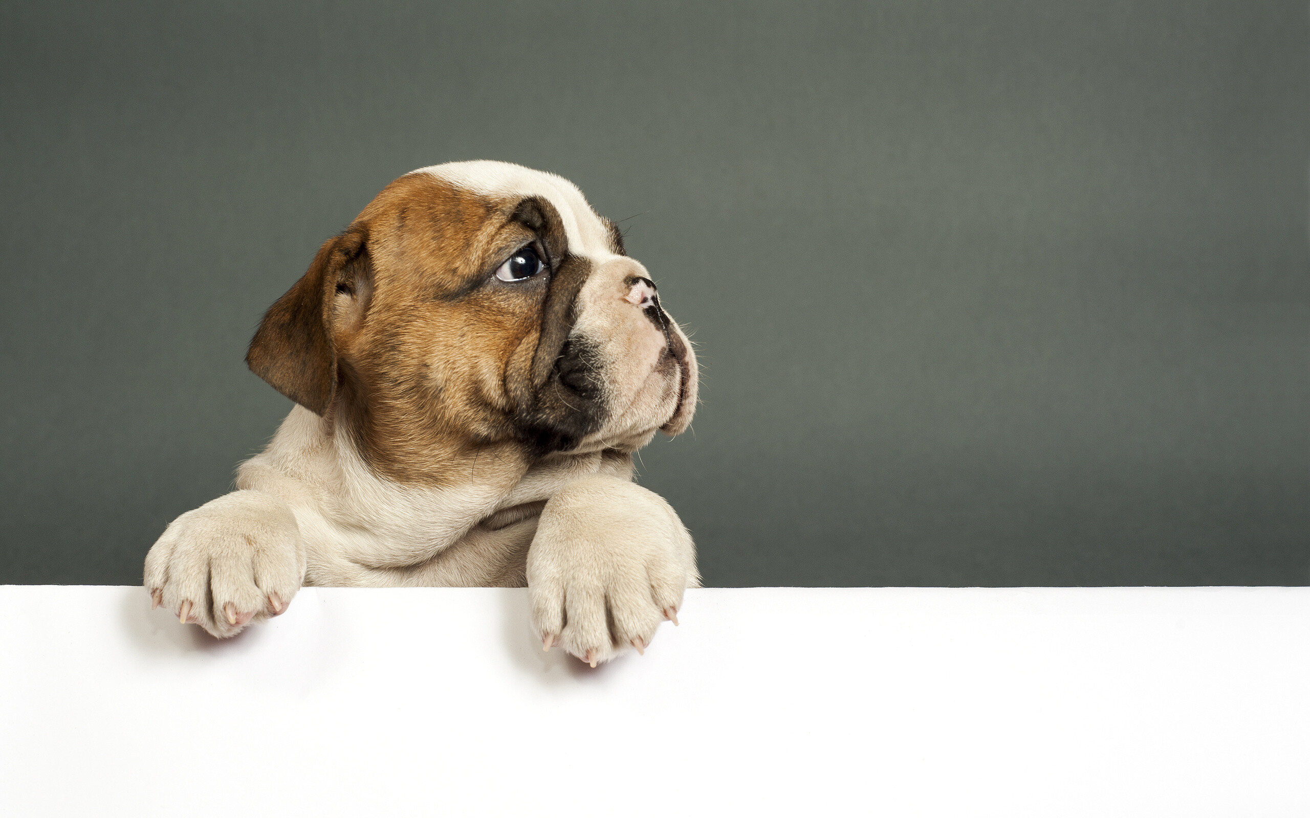 Bulldog puppy, High-resolution image, 4K wallpaper, Stunning details, 2560x1600 HD Desktop