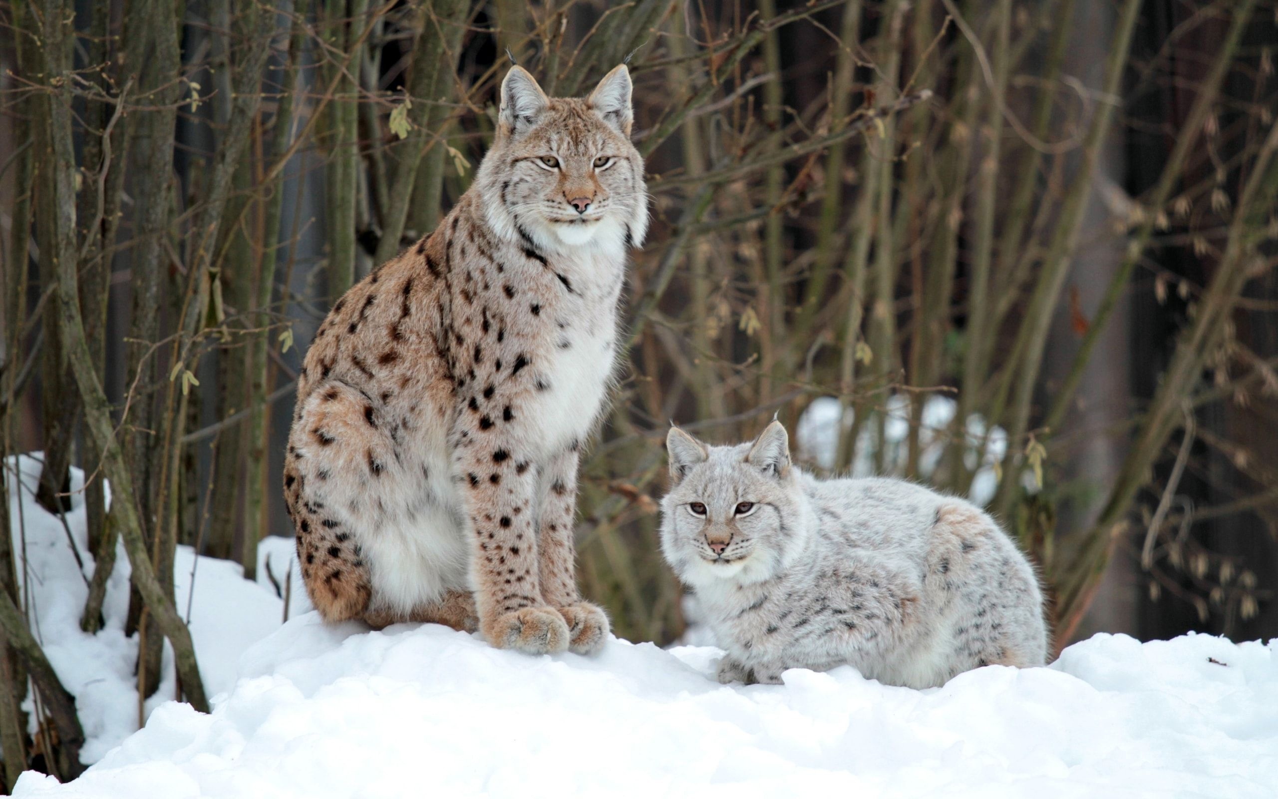 Lynx wallpapers, Wide variety, Free downloads, Screen enhancement, 2560x1600 HD Desktop