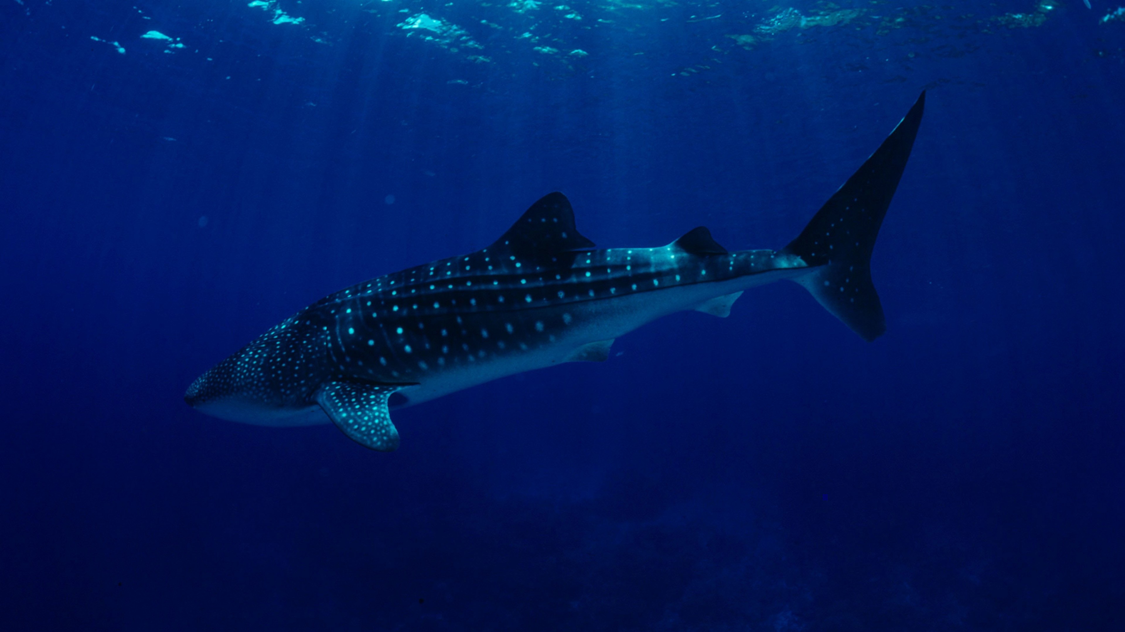 Whale shark, Sea Animals Wallpaper, 3840x2160 4K Desktop