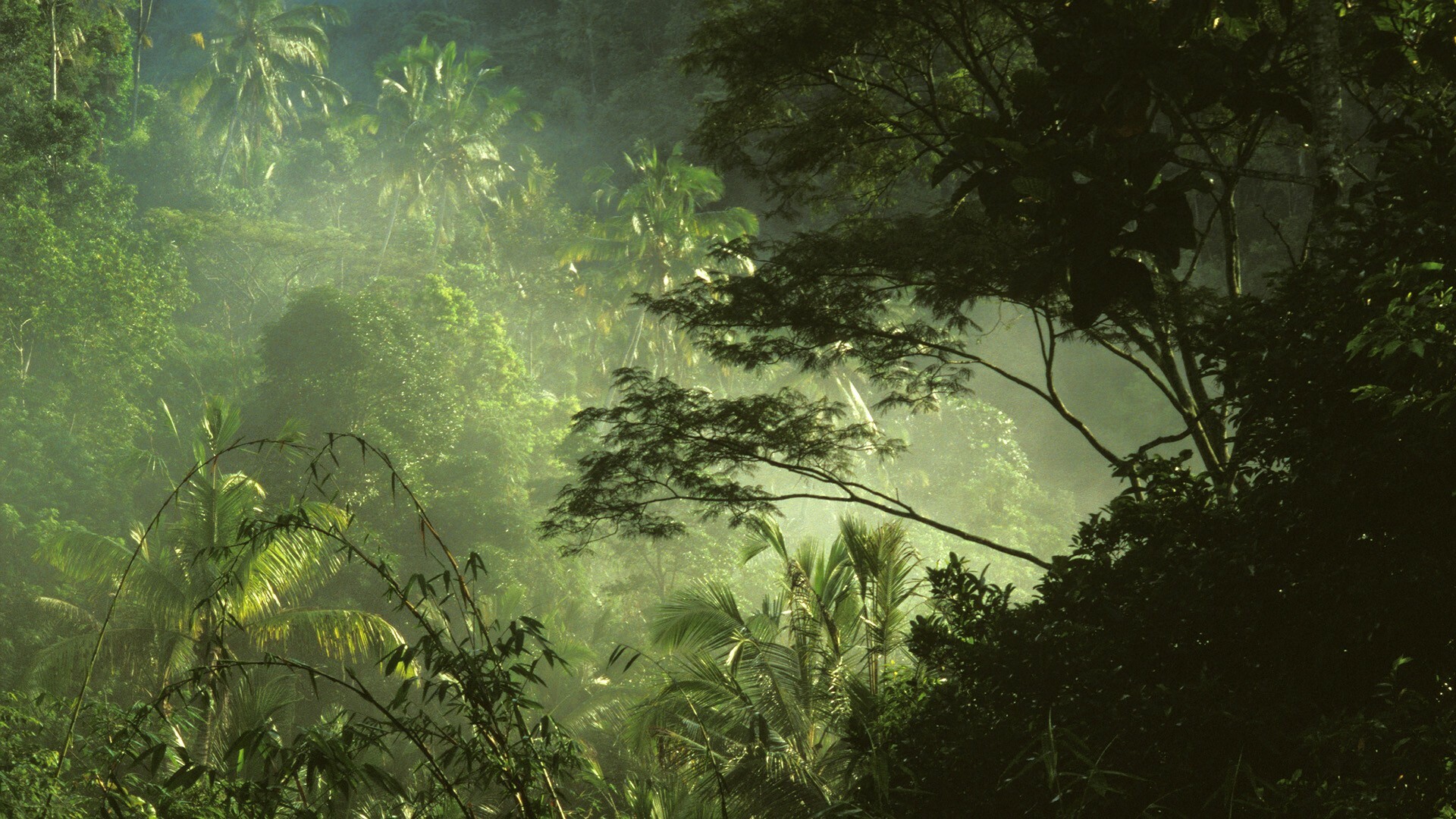 Jungle HD wallpapers, Captivating beauty, Nature's paradise, Desktop serenity, 1920x1080 Full HD Desktop