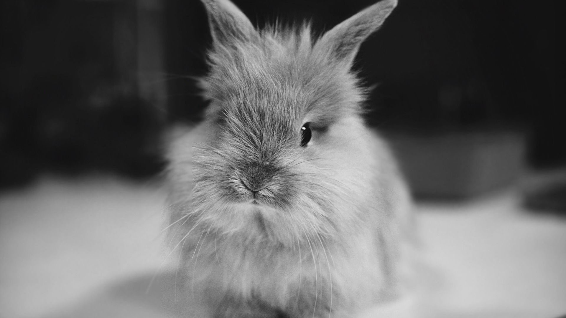 Bunny, Rabbit wallpaper, Cute bunny pictures, Fluffy animals, 1920x1080 Full HD Desktop