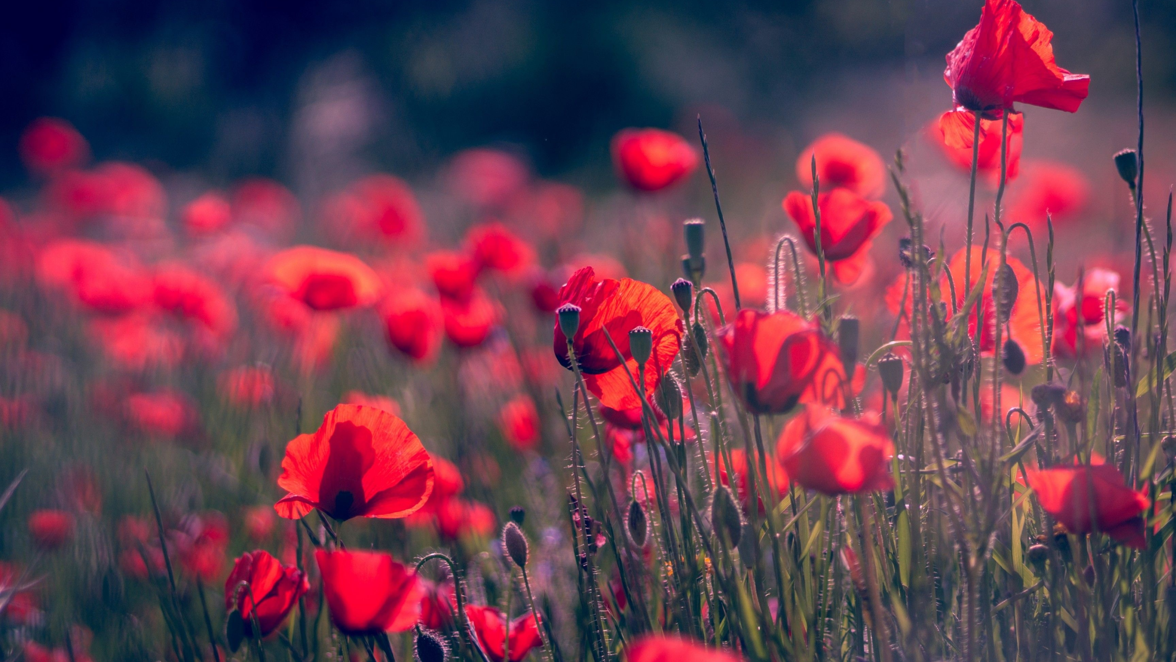 red field poppies, blooming poppy meadow, poppy buds and seedpods, 4K Desktop wallpaper