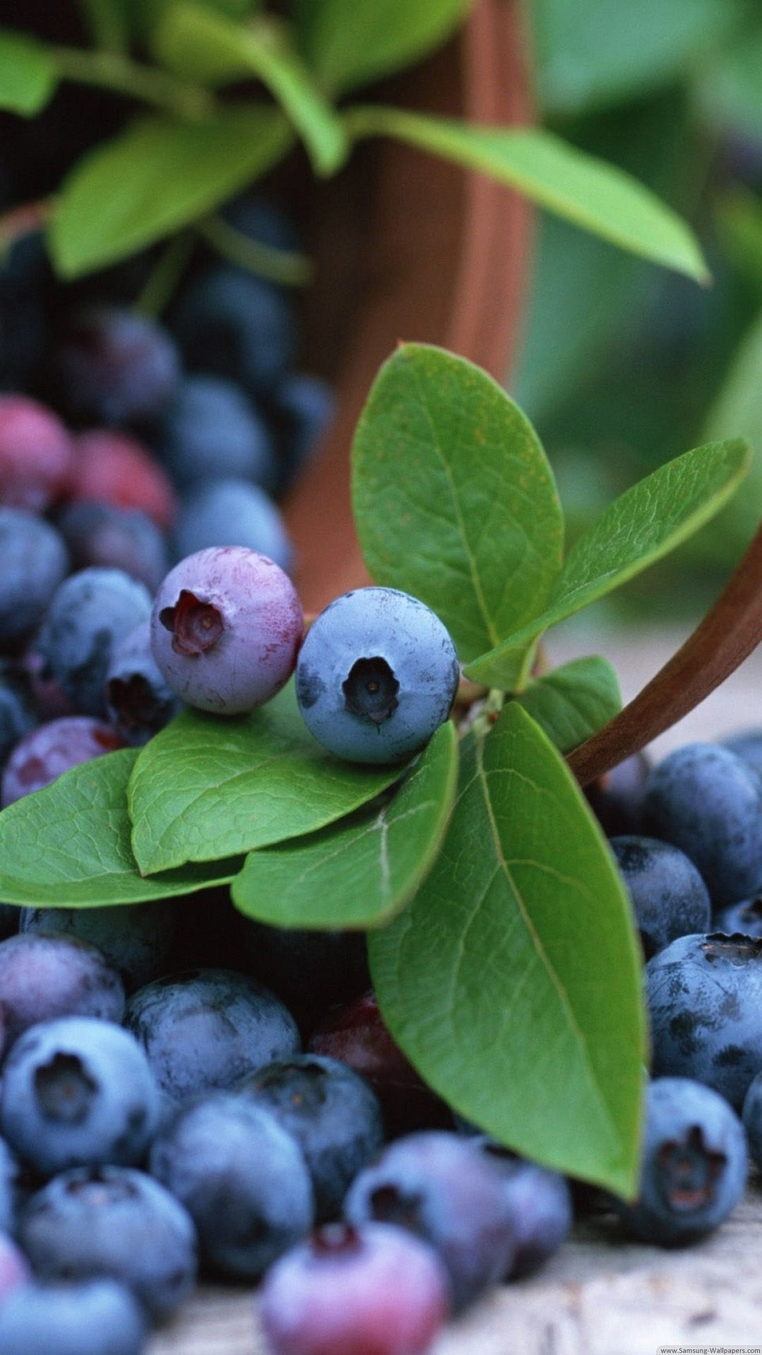 Food, Huckleberry fruit, Blueberry farm, 1080x1920 Full HD Phone