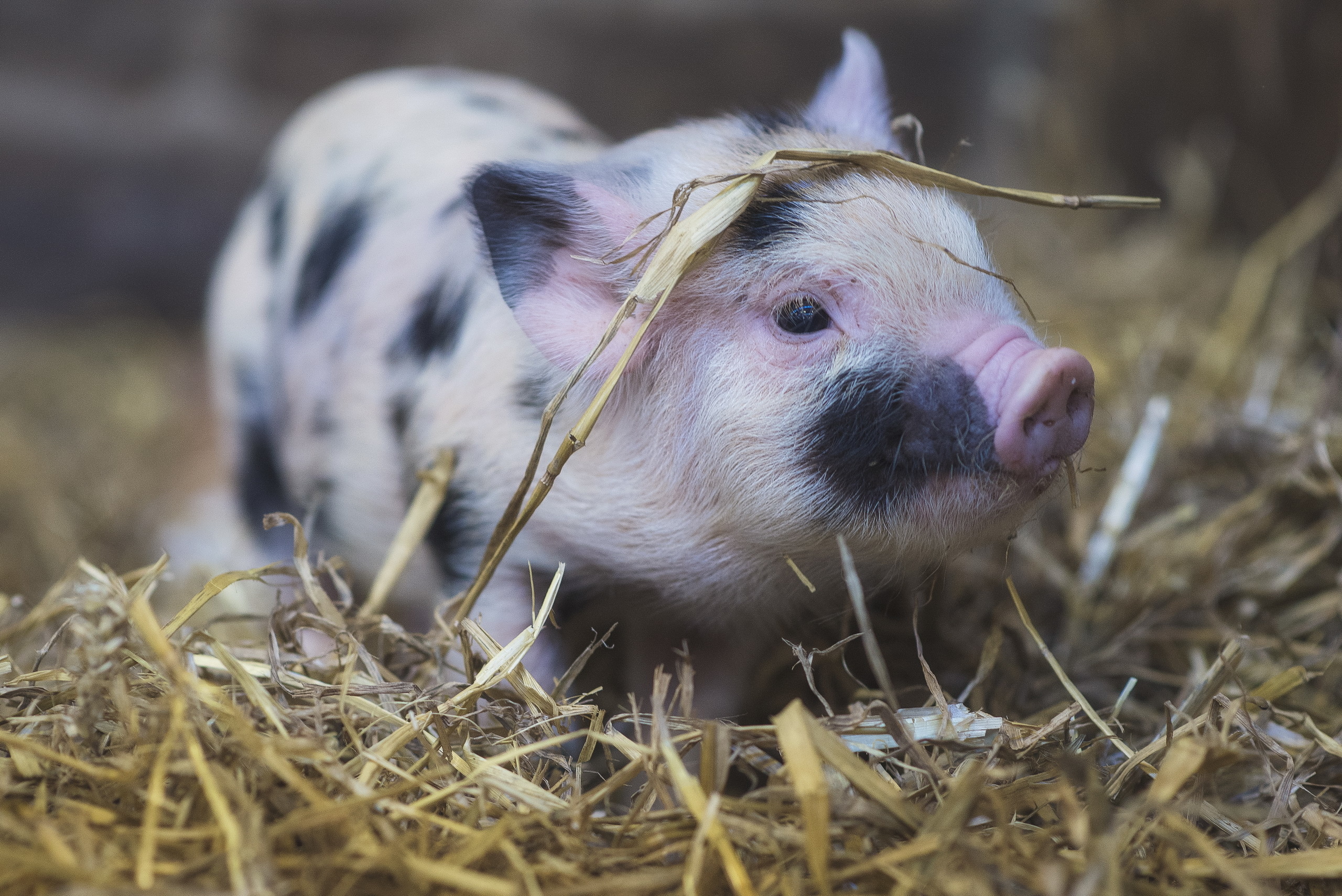 Sweet piglets, Farm life joys, Curious snouts, Playful oinks, 2560x1710 HD Desktop