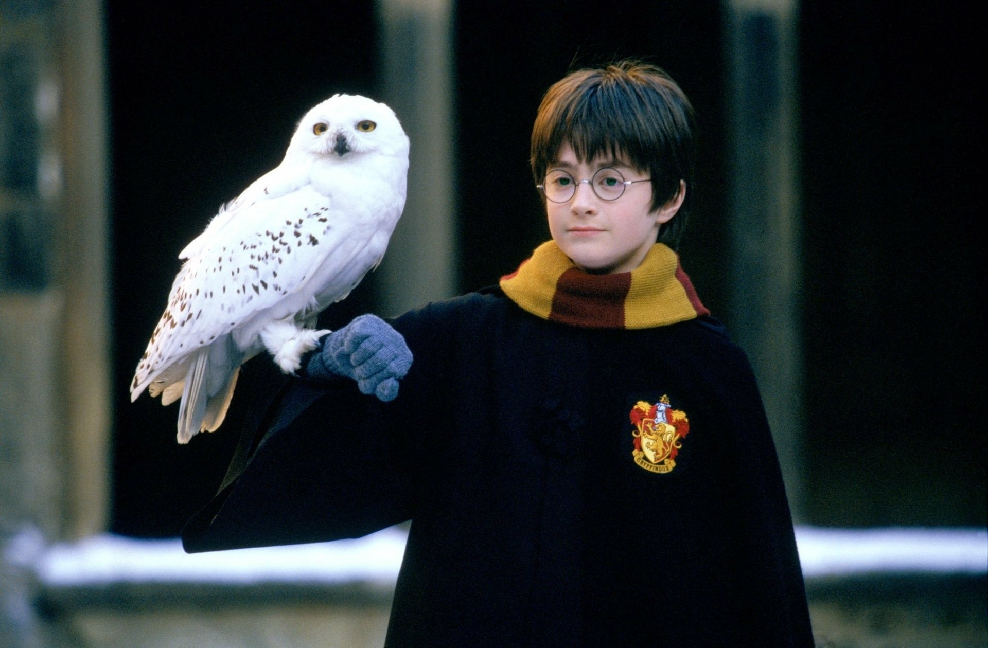 Hedwig, HD wallpapers, 1920x1260 HD Desktop