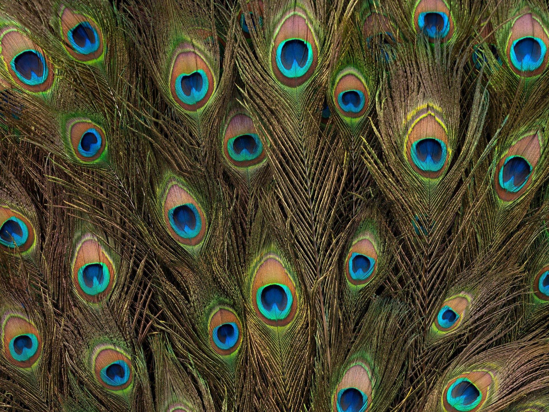 Peacock tail feathers, Iridescent ocelli eyespots, Peafowl plumage texture, HD Desktop wallpaper