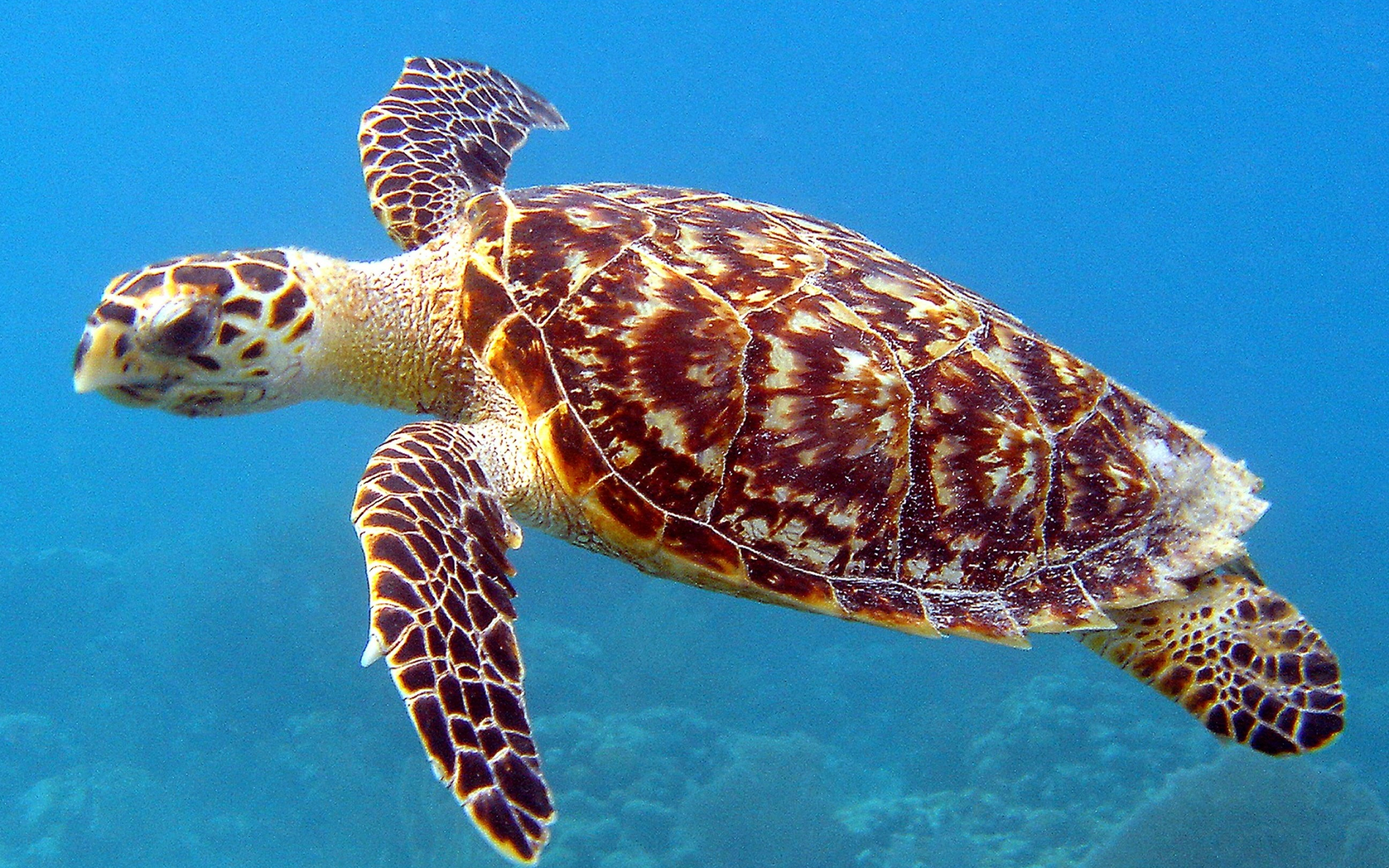 Widescreen beauty, Desktop delight, Turtle's grace, Visual majesty, 2880x1800 HD Desktop