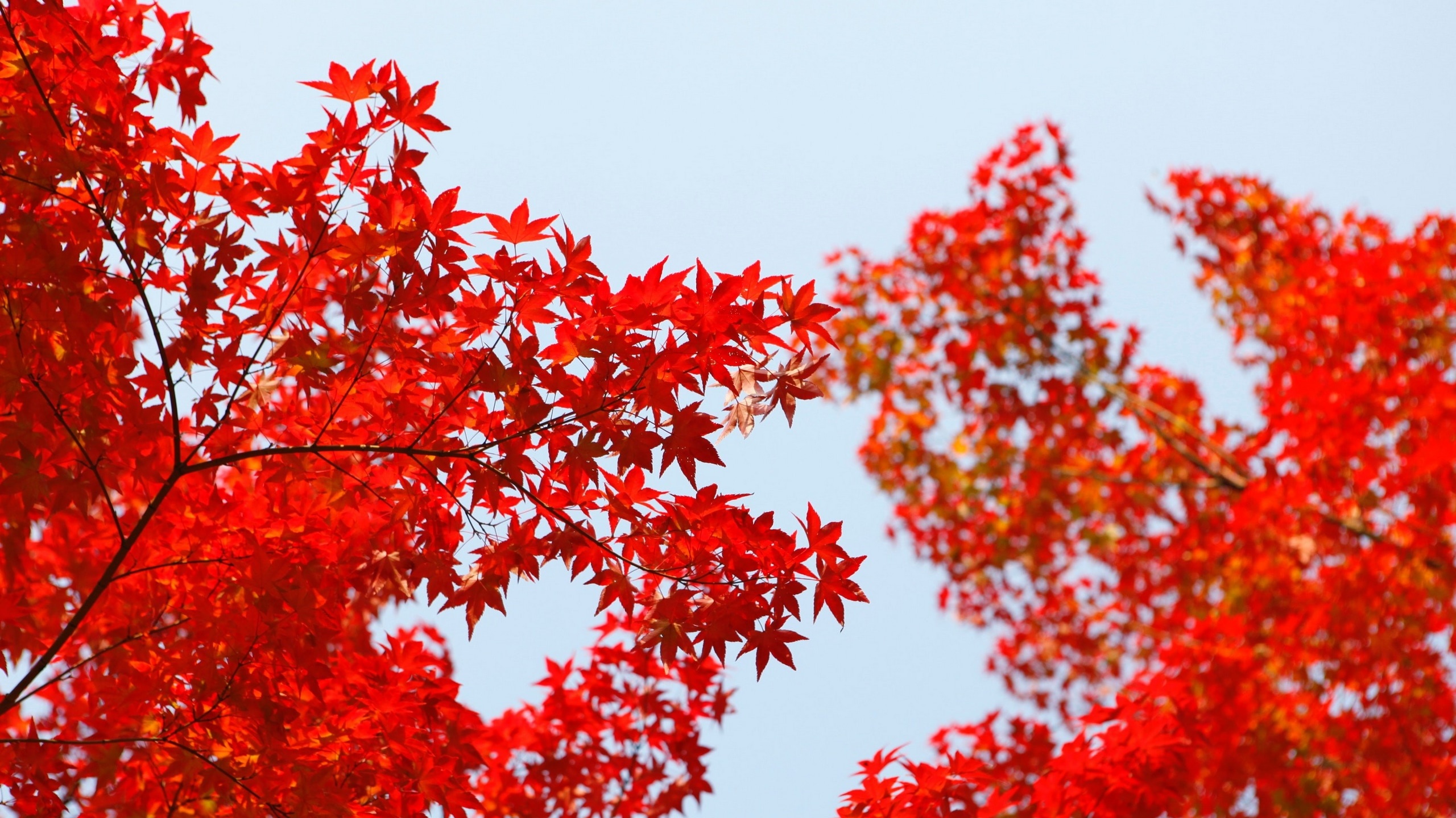 Japanese maple leaves, red autumn foliage, pale blue sky, HD Desktop wallpaper