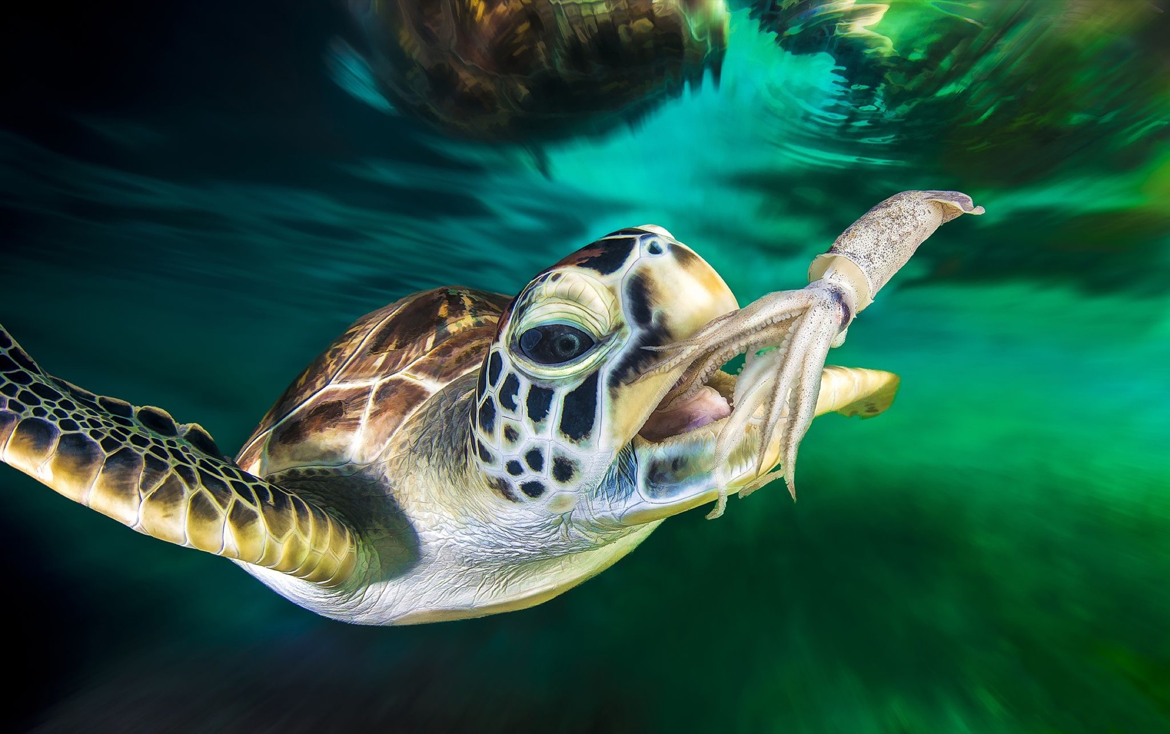 Sea turtle archives, Biographic, Sea turtle, 2400x1510 HD Desktop