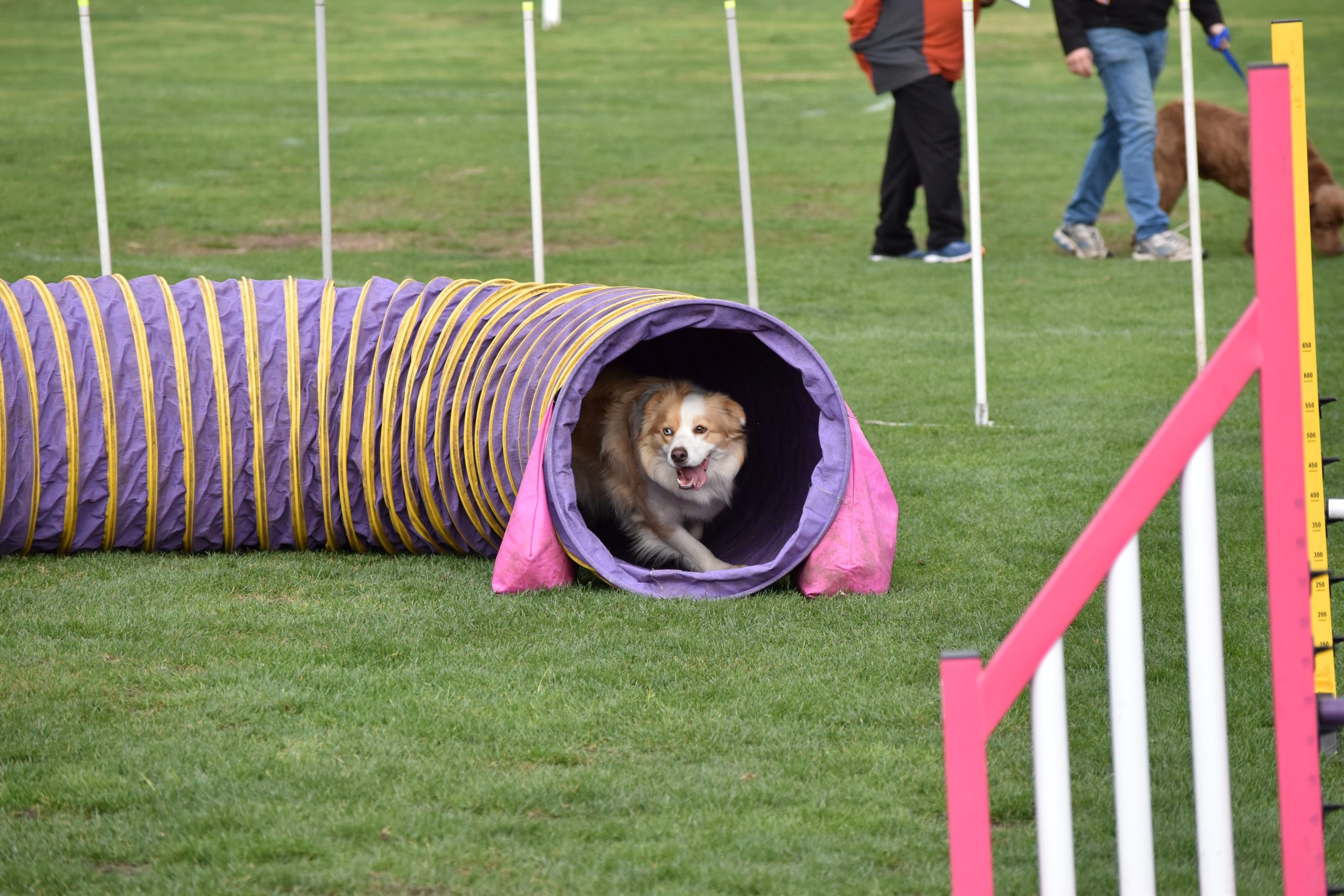 Croydon Dog Club, Dog Sports Wallpaper, 2560x1710 HD Desktop