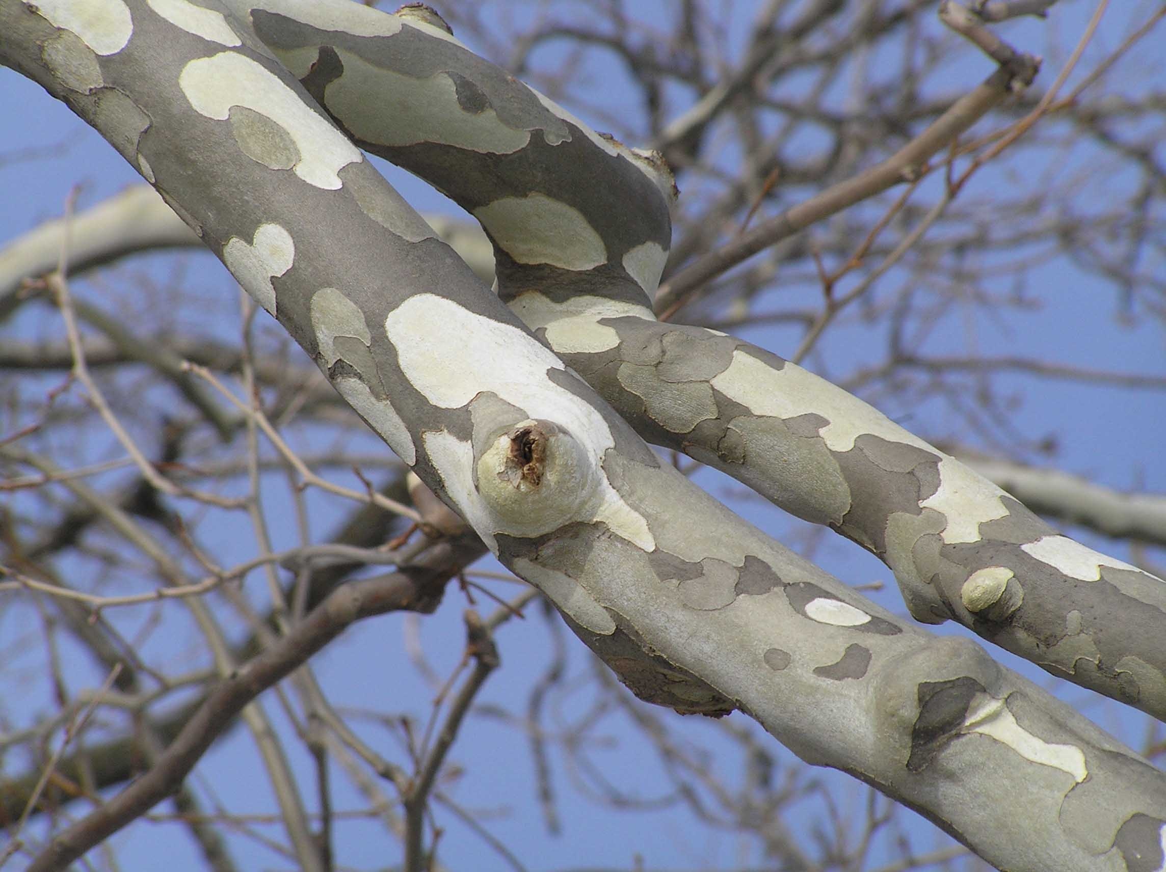 Sycamore Tree, Purdue Fort Wayne, 2290x1720 HD Desktop