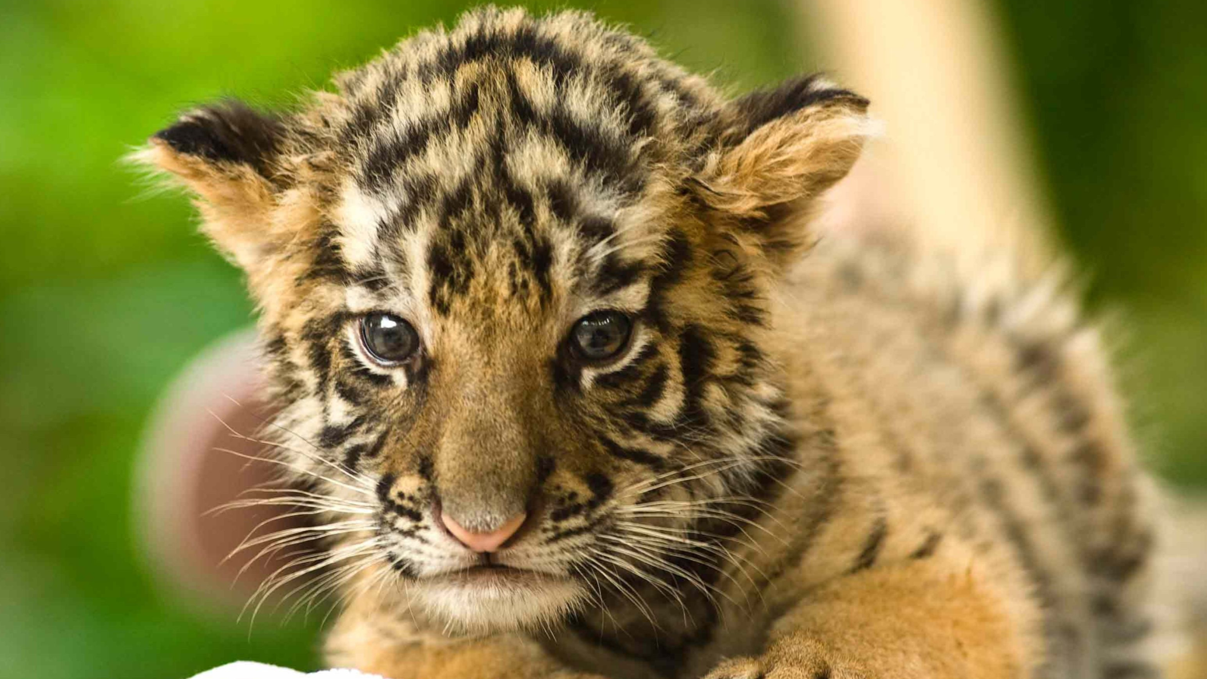 Tiger, Baby Animal Wallpaper, 3840x2160 4K Desktop