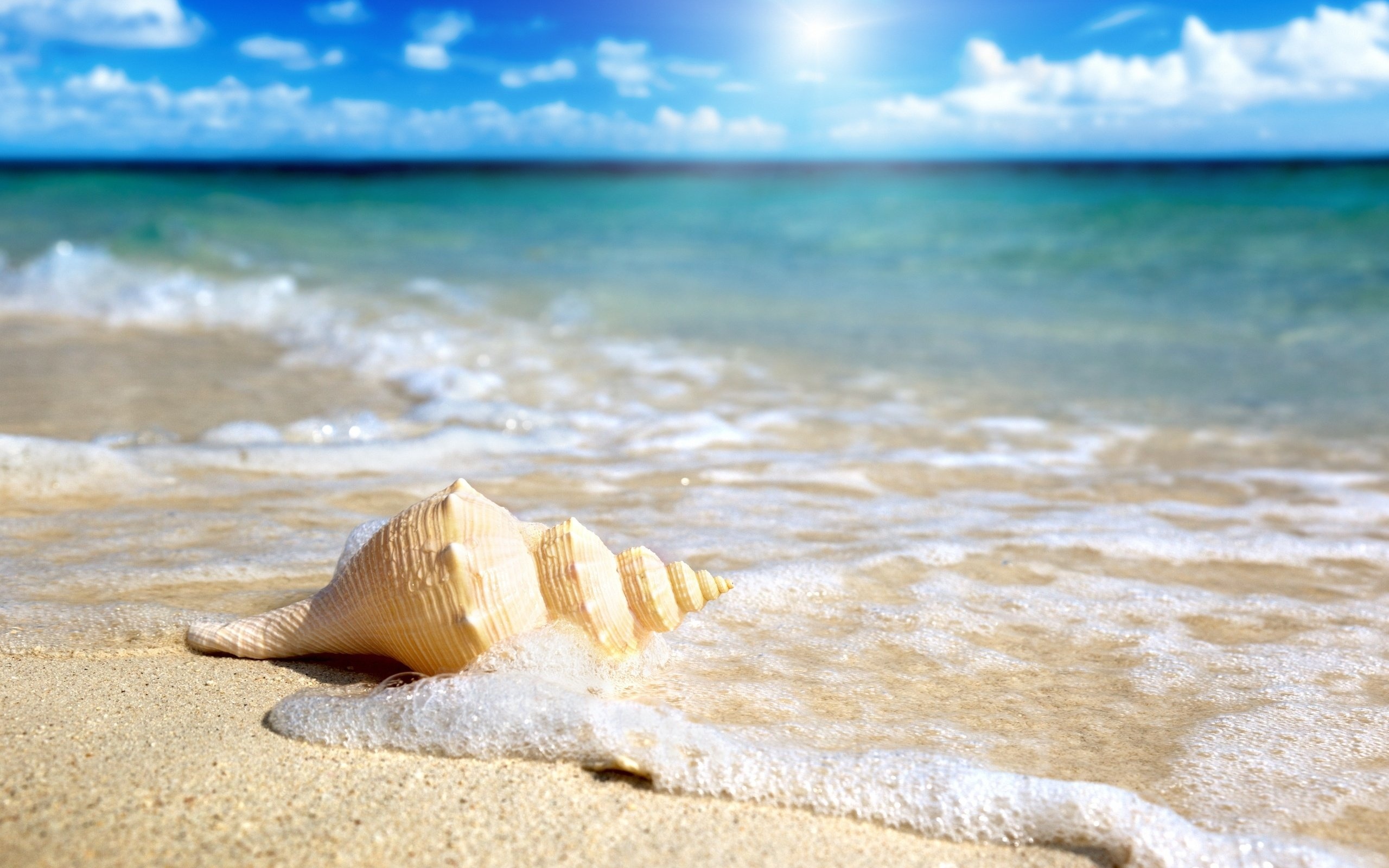 Beach Seashell, Wallpaper, Sarah Mercado, Posted By, 2560x1600 HD Desktop