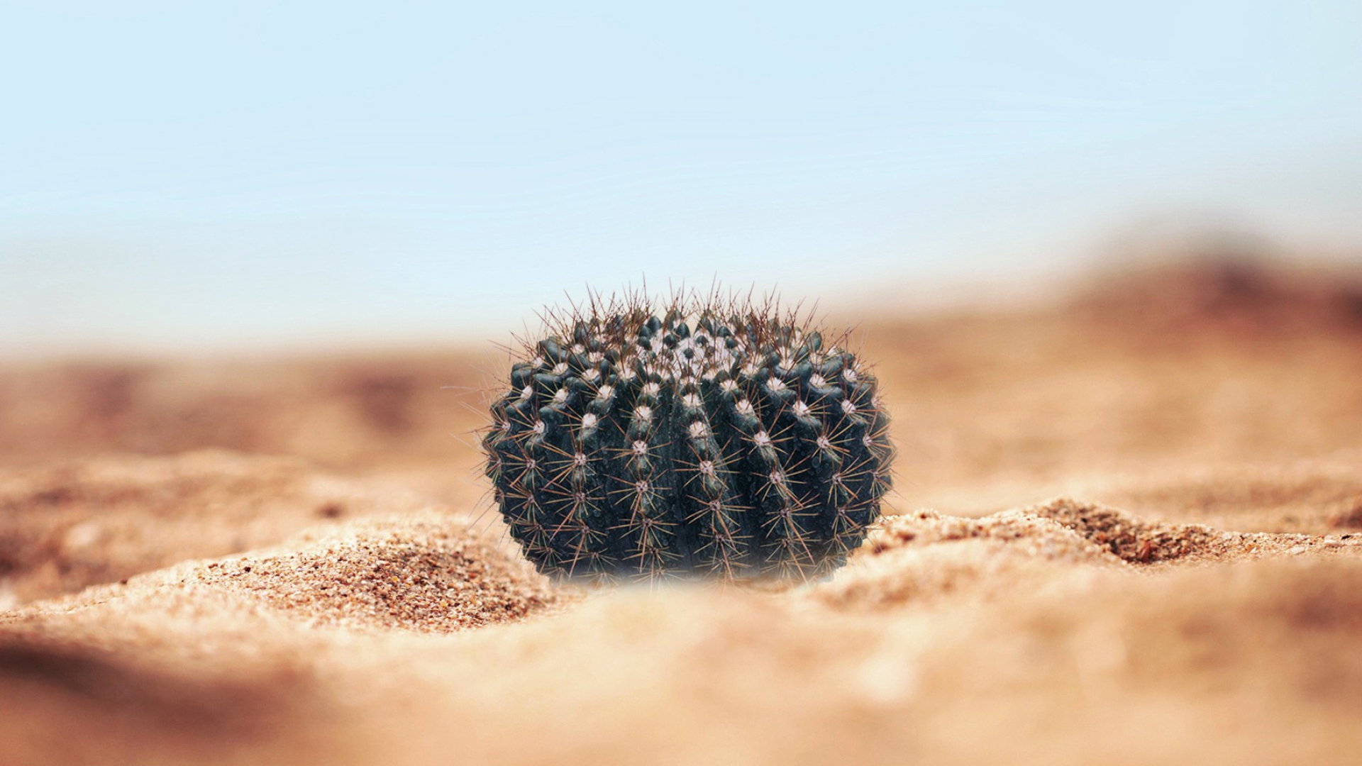 Cactus, HD wallpaper, Desert's mystique, Nature's resilience, 1920x1080 Full HD Desktop