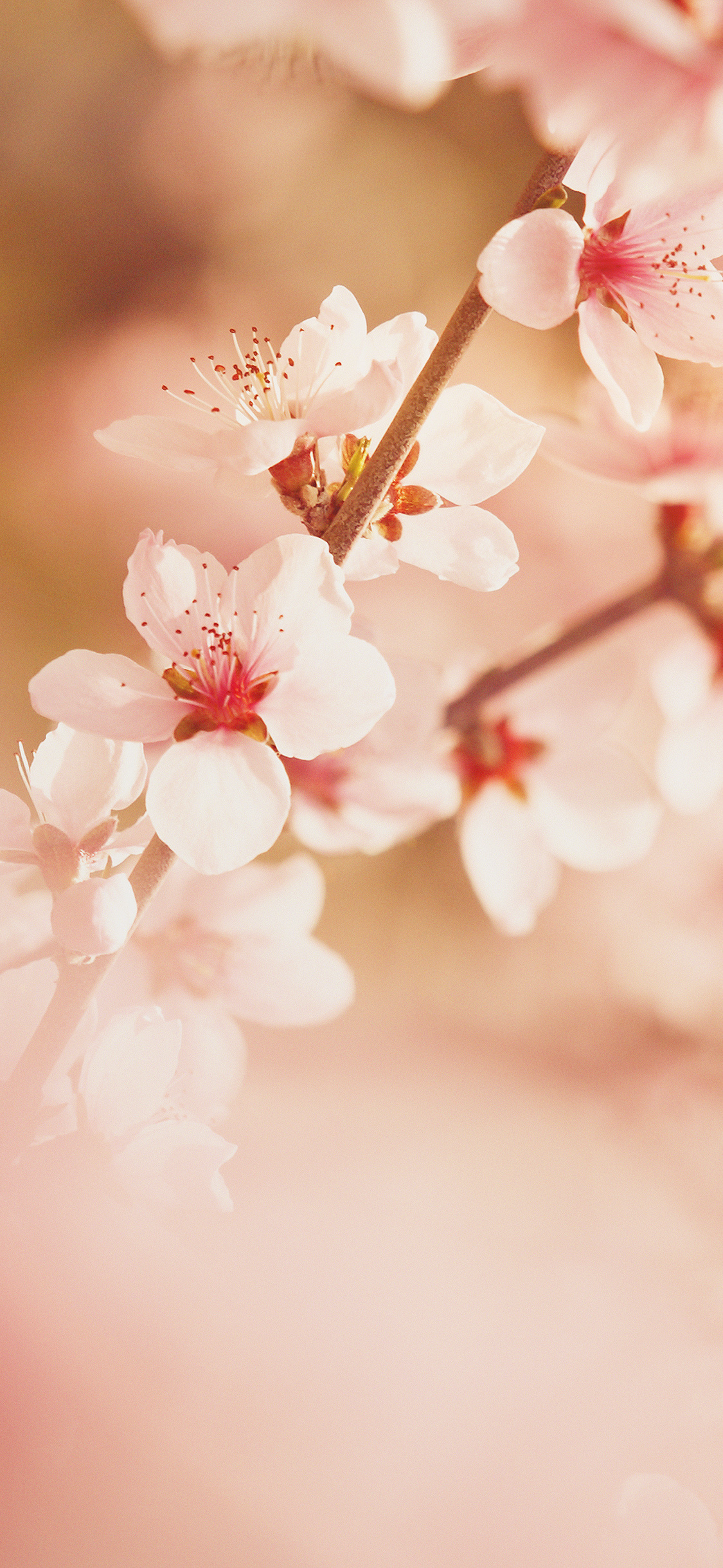 Sakura cherry blossoms, Blooming flower branch, Soft pink bokeh, HD Phone wallpaper