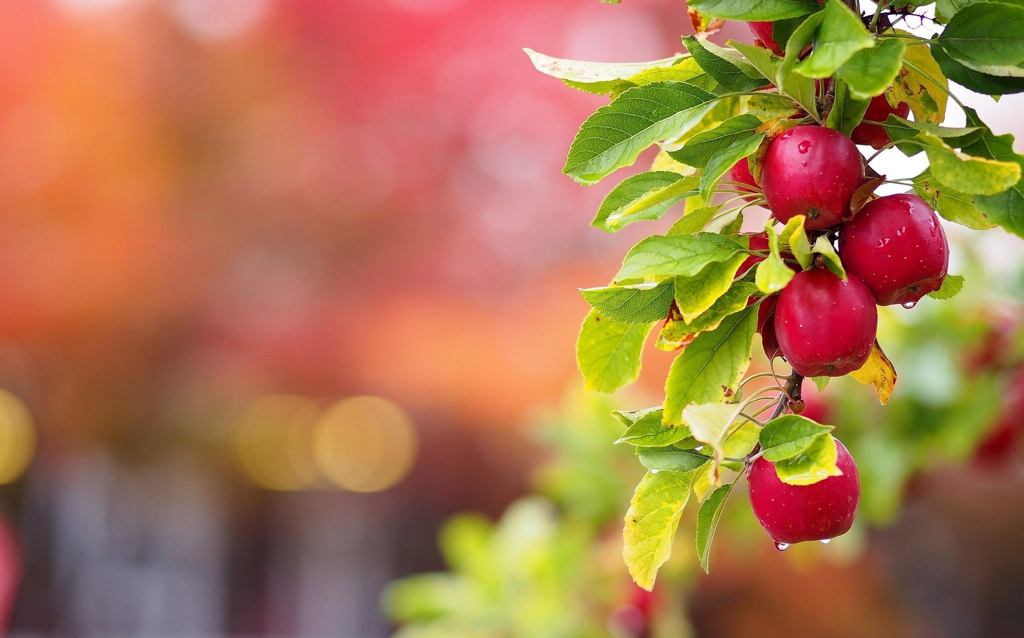 Apple tree, 4K, HD, Computer backgrounds, 2050x1280 HD Desktop