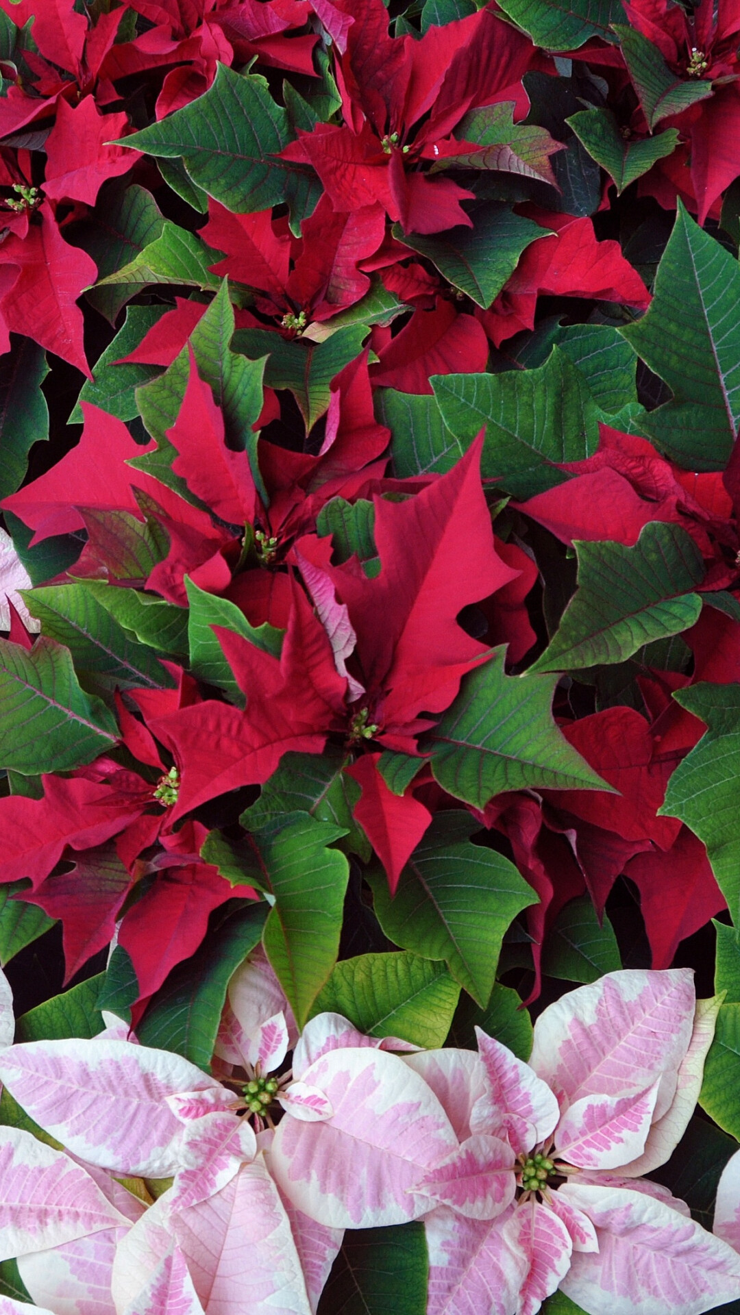 Poinsettia beauty, Holiday wallpapers, Vibrant red flowers, Seasonal celebrations, 1080x1920 Full HD Phone
