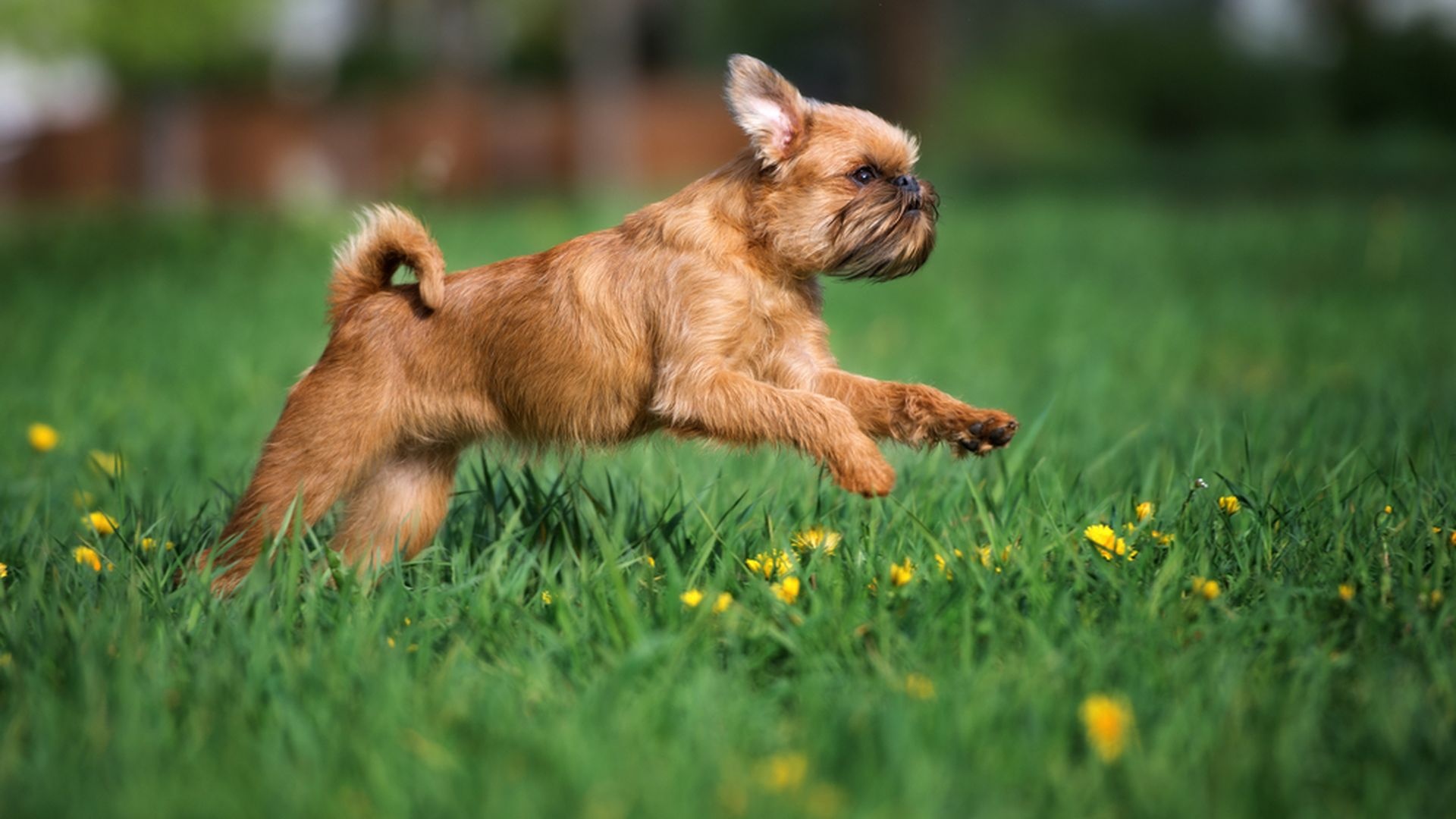 Brussels Griffon, Short-haired dog breeds, Breed identification, Canine characteristics, 1920x1080 Full HD Desktop