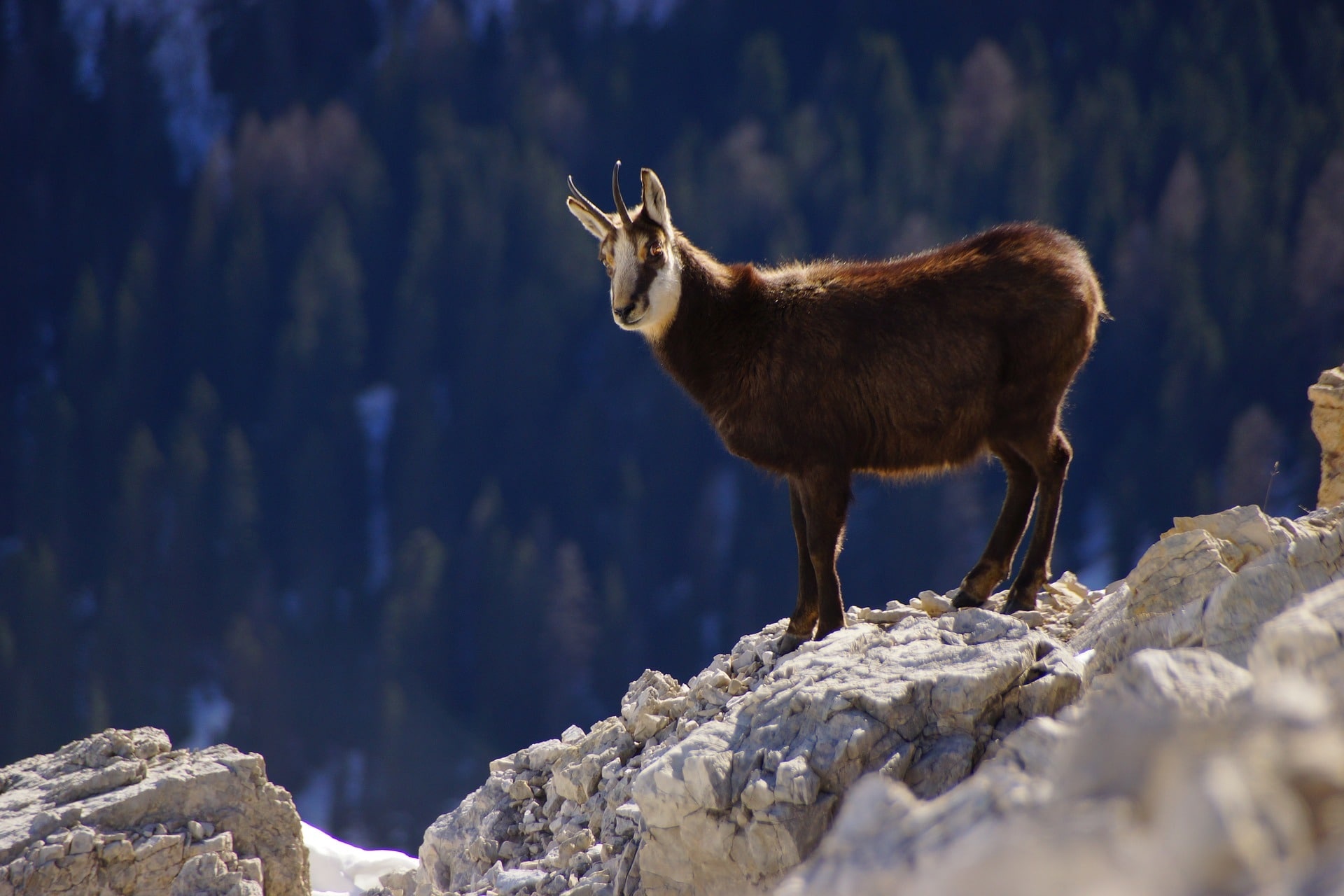 Chamois species, Unique caprine description, Instinctive animal photos, Wild mountain inhabitant, 1920x1280 HD Desktop