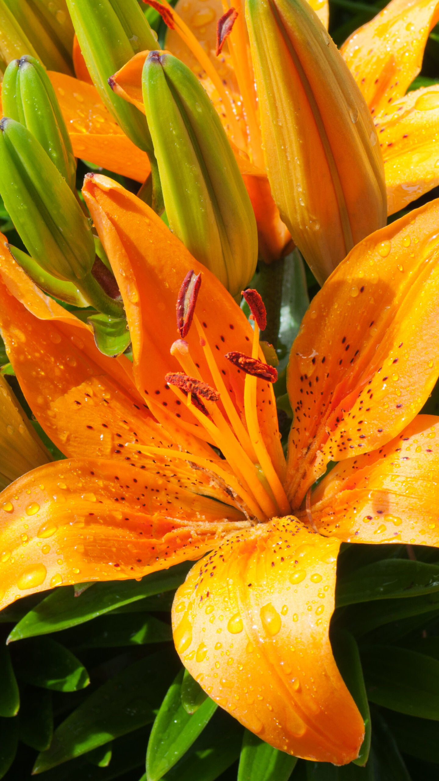 Orange Lily, Lilies Wallpaper, 1440x2560 HD Phone