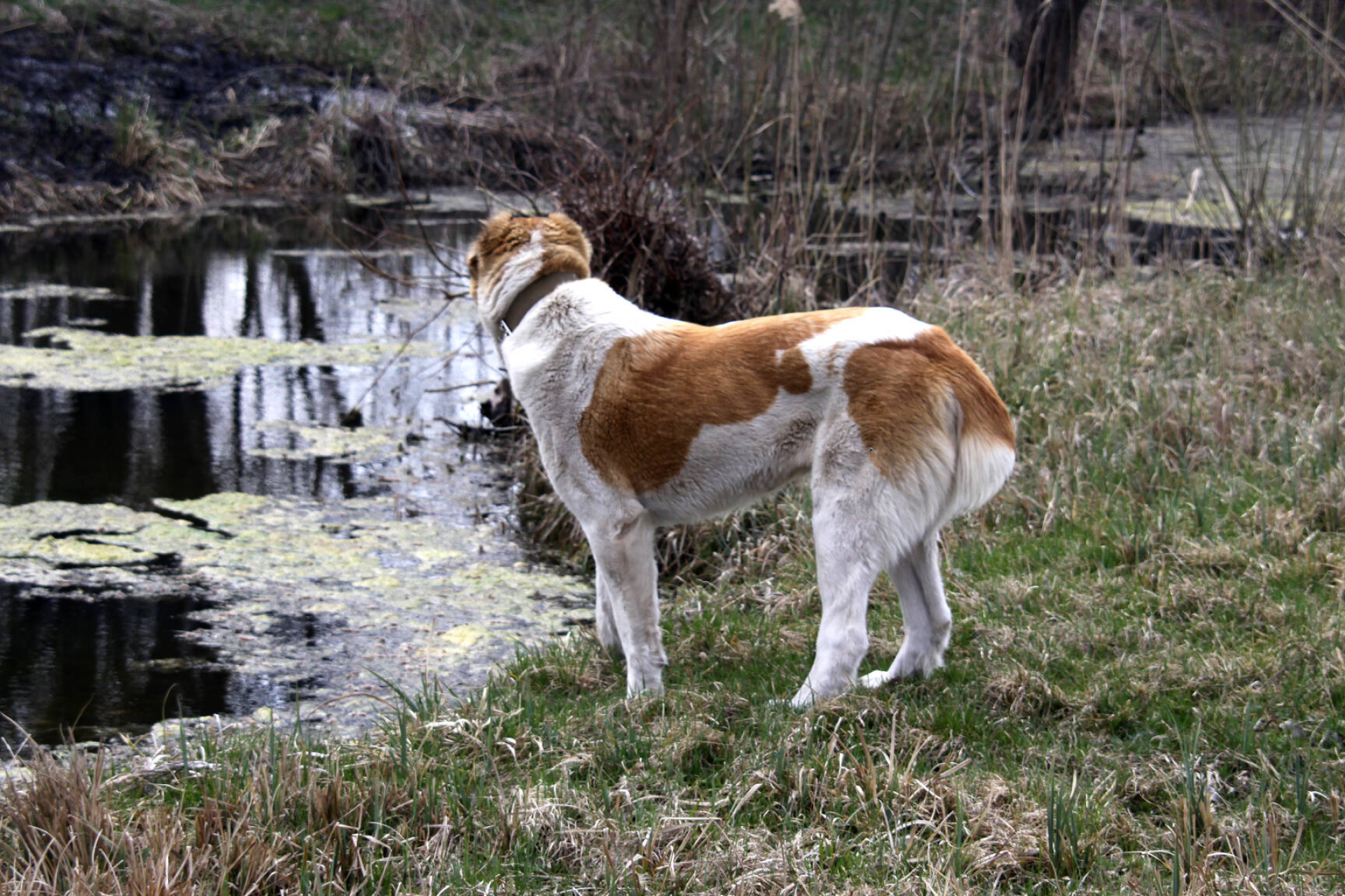 Alabai dogs, Canal bank images, Alabai on the bank, CC by license, 1920x1280 HD Desktop