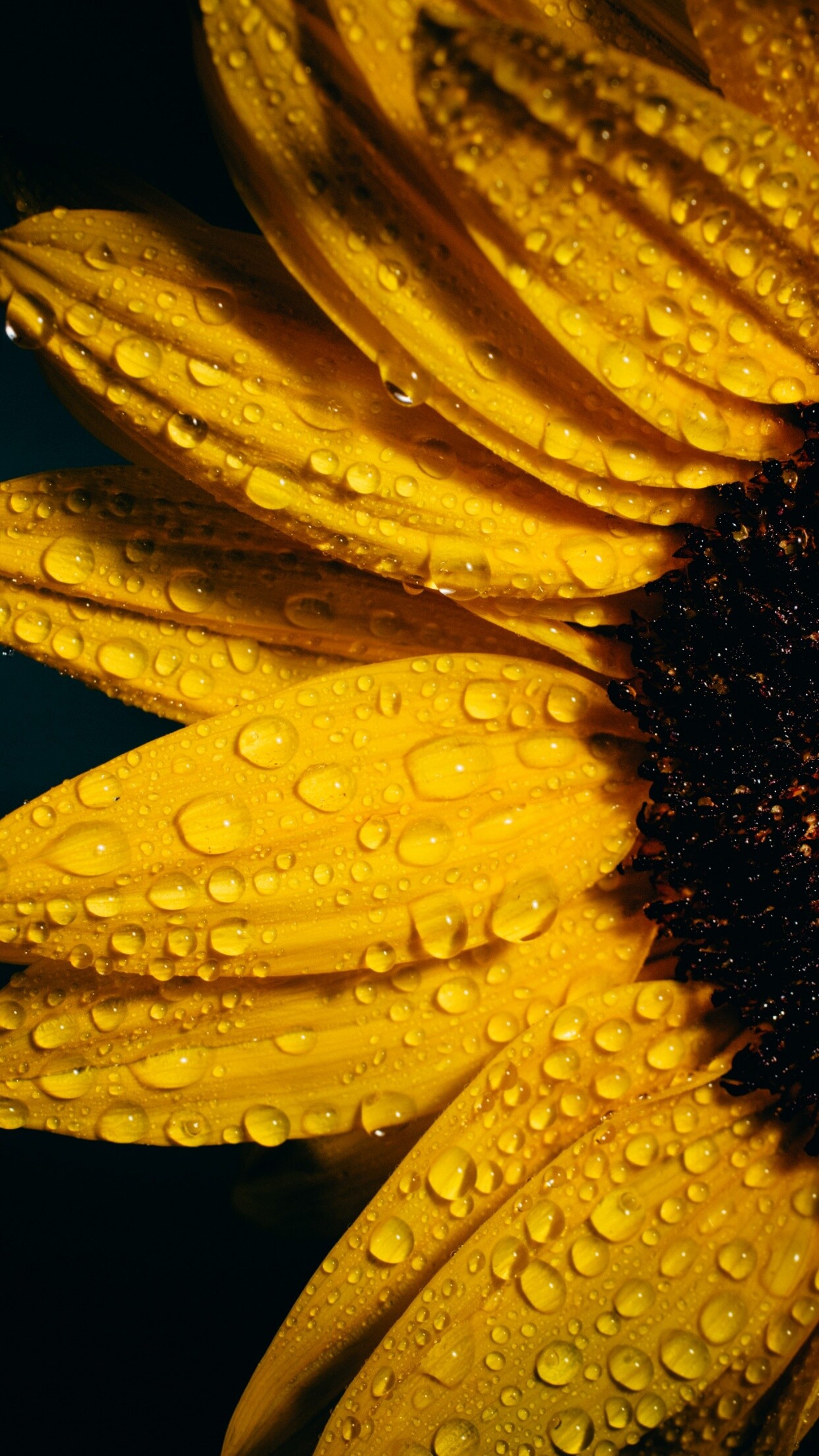 Drops, Sunflowers Wallpaper, 1250x2210 HD Phone