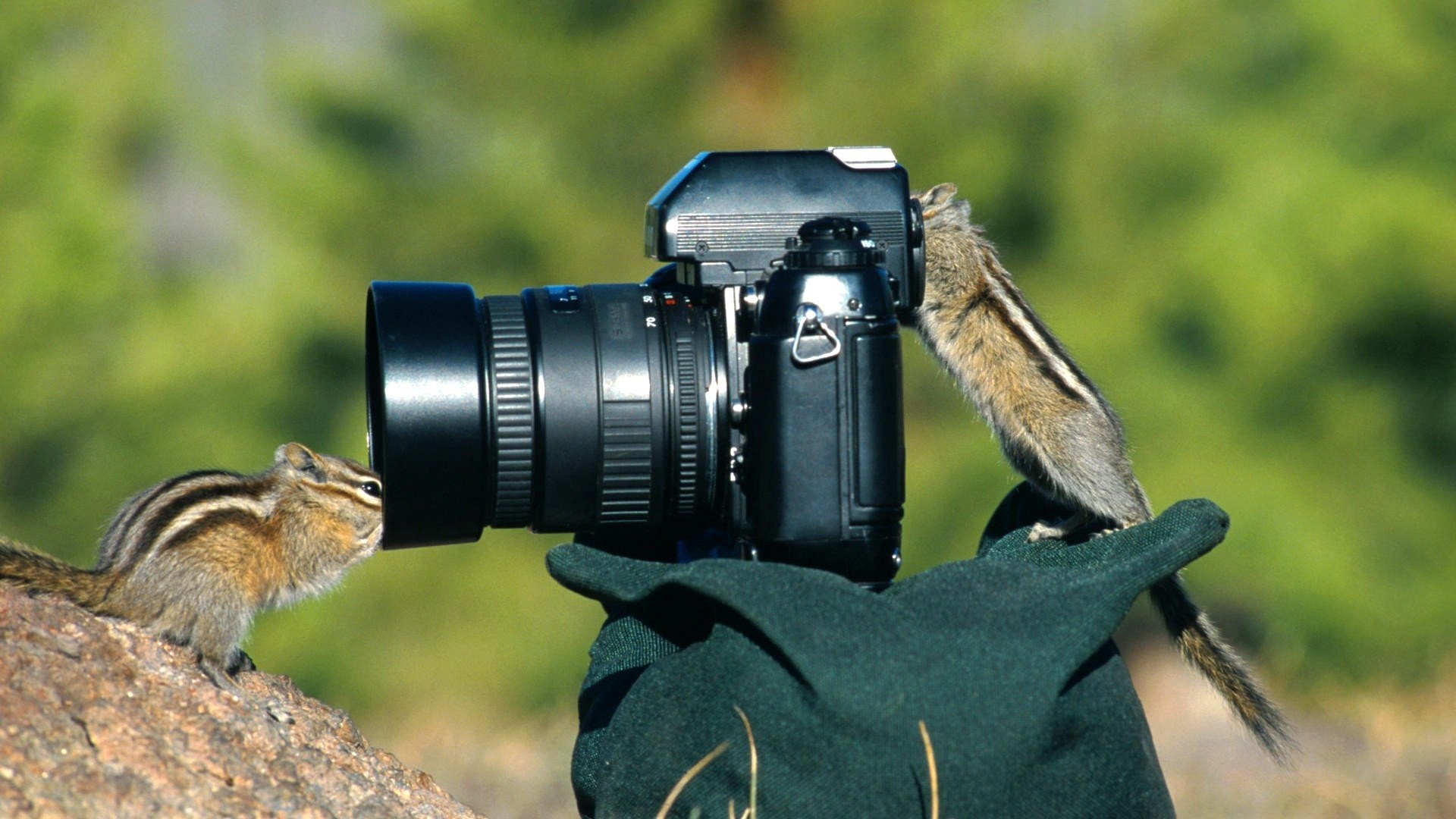 Chipmunk, Animals, Camera, Photography, 1920x1080 Full HD Desktop