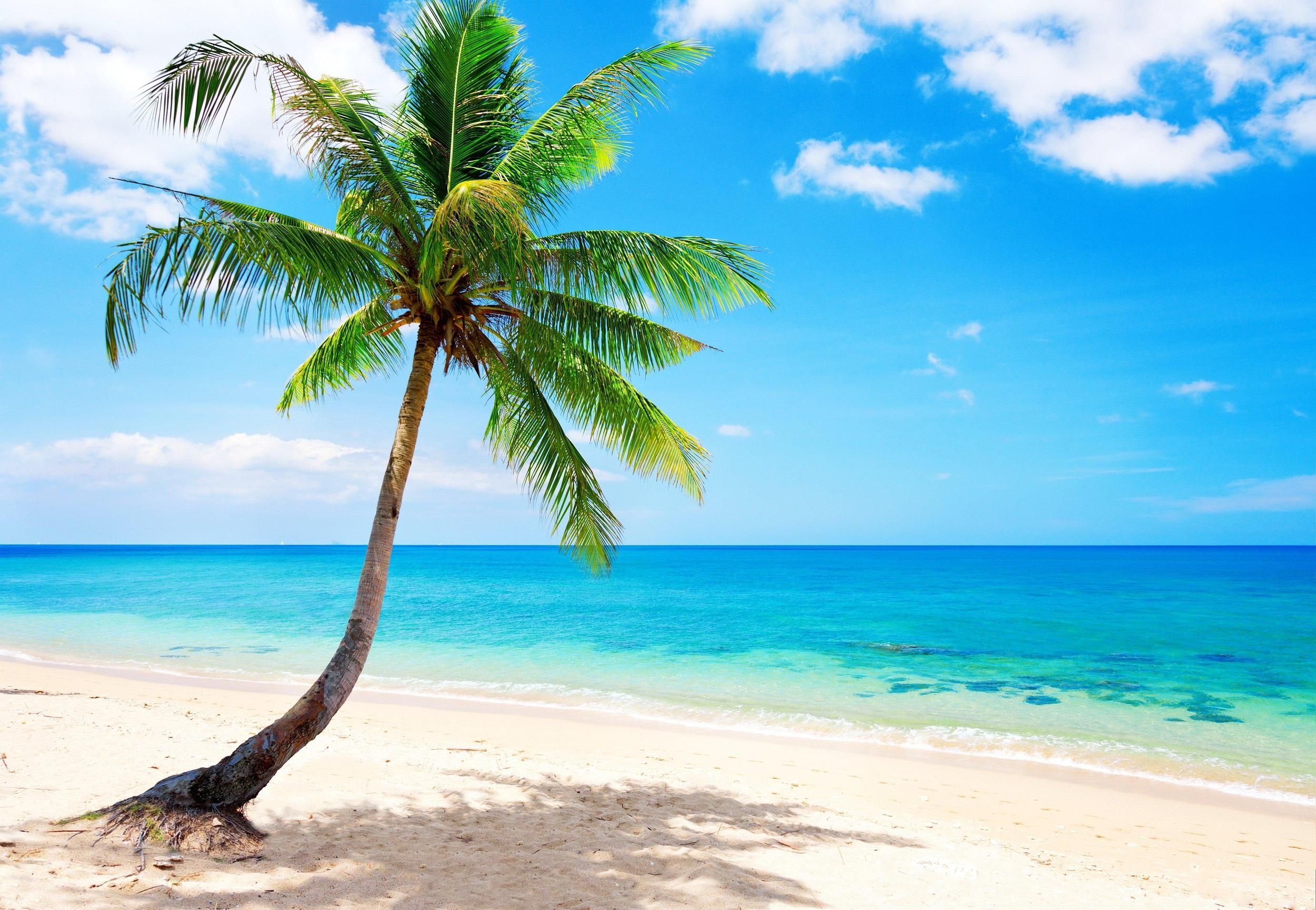 Leaning coconut palm tree, Turquoise tropical ocean water, White sand beach, HD Desktop wallpaper