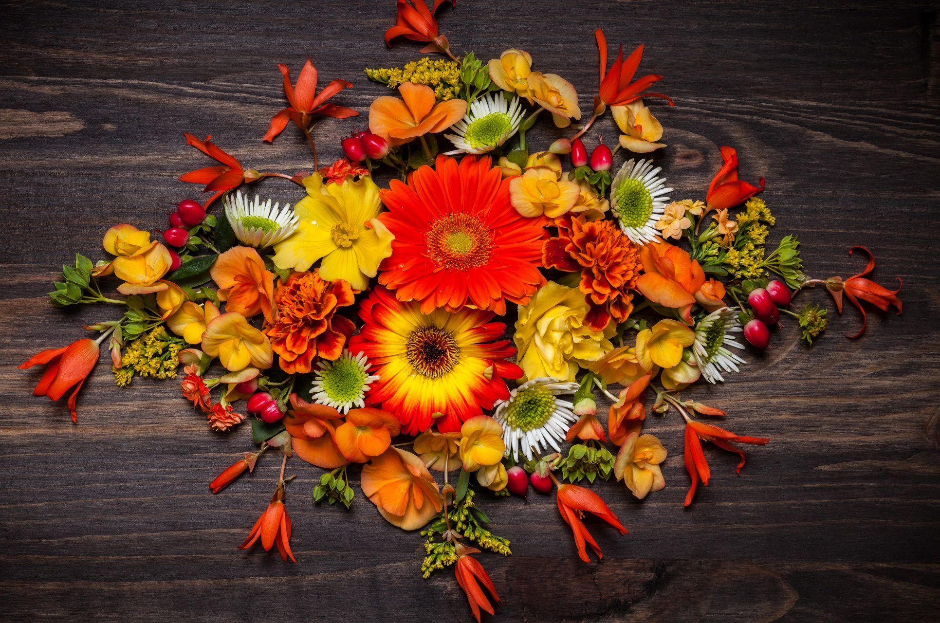 Orange Gerbera daisy blossoms, Autumn floral flat lay, Dark wood grain surface, HD Desktop wallpaper