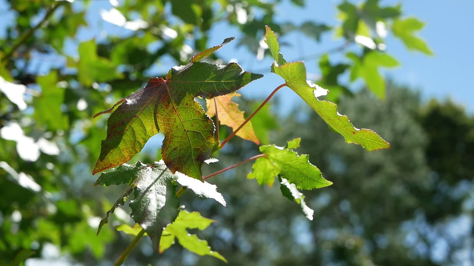 Swaying Trees, Stock Video Footage, 1920x1080 Full HD Desktop