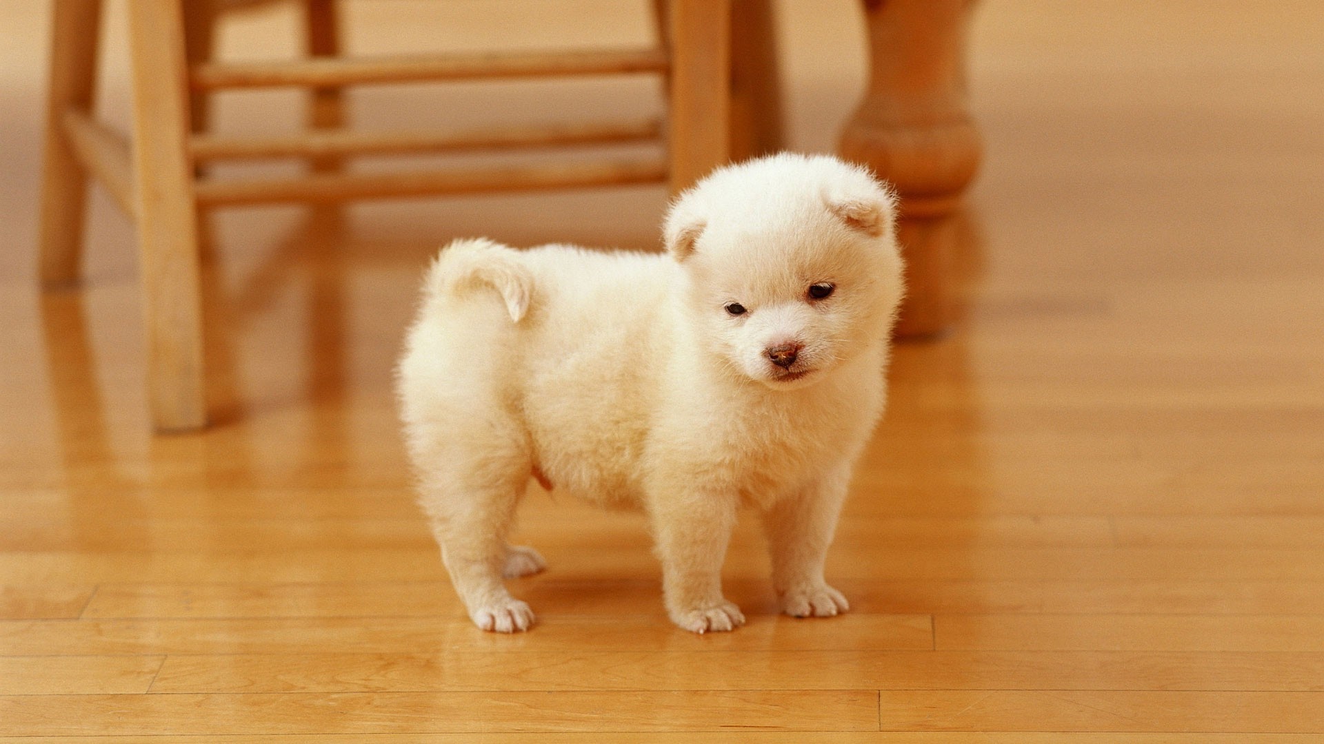 Akita, dog puppies, walk pets, cute animals, 1920x1080 Full HD Desktop