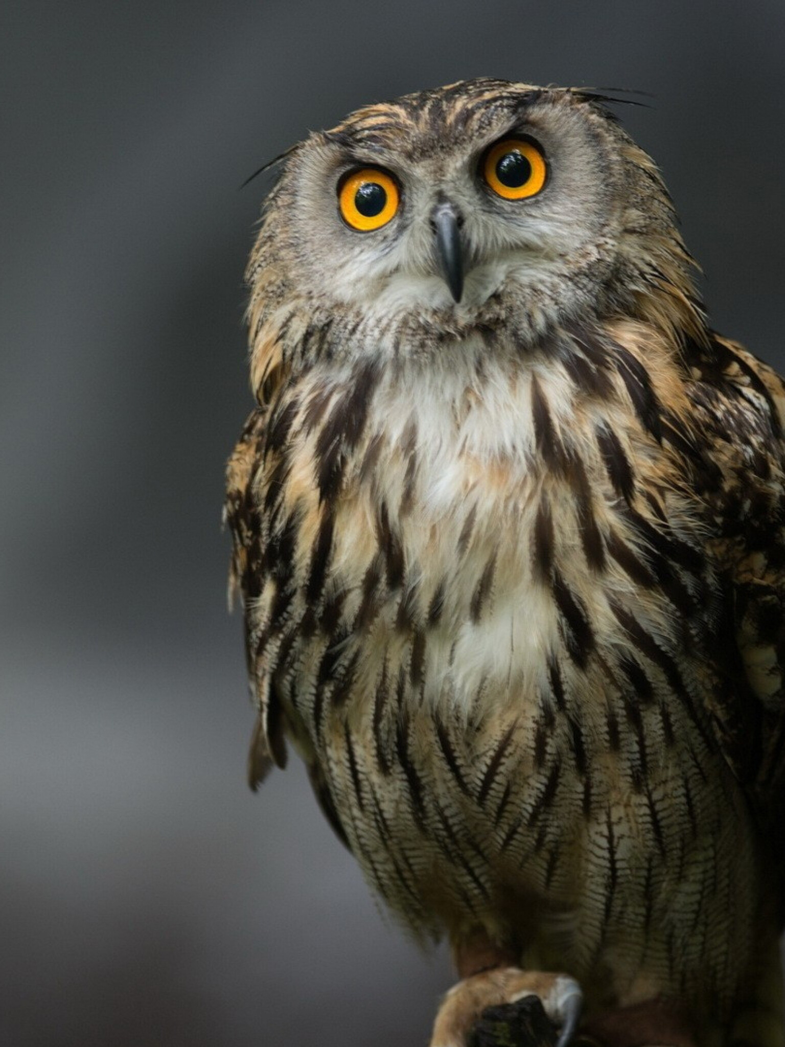 Eagle-owl, Owls Wallpaper, 1540x2050 HD Phone