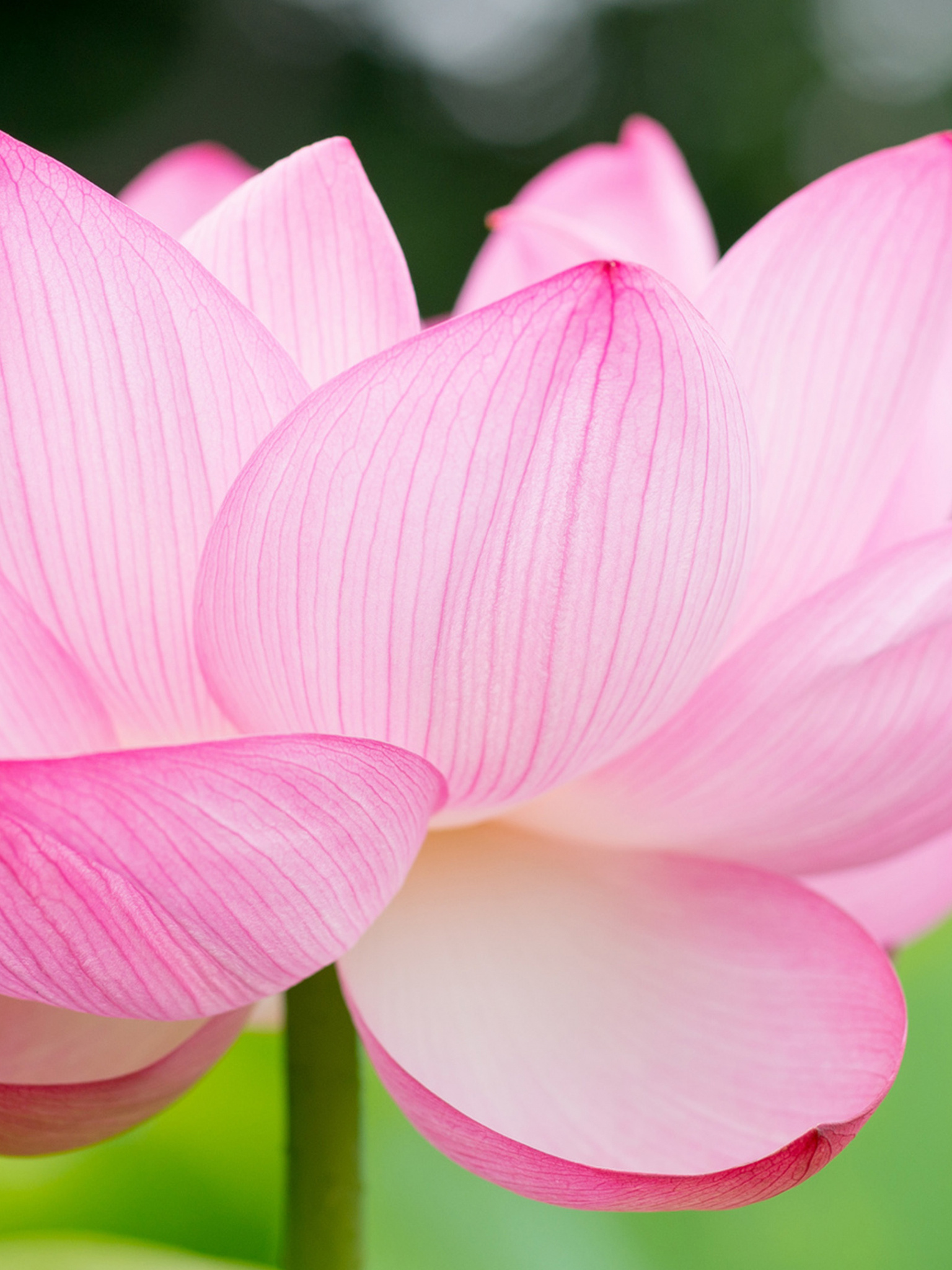 Free lotus flower computer wallpapers, Desktop backgrounds, 1540x2050 HD Phone