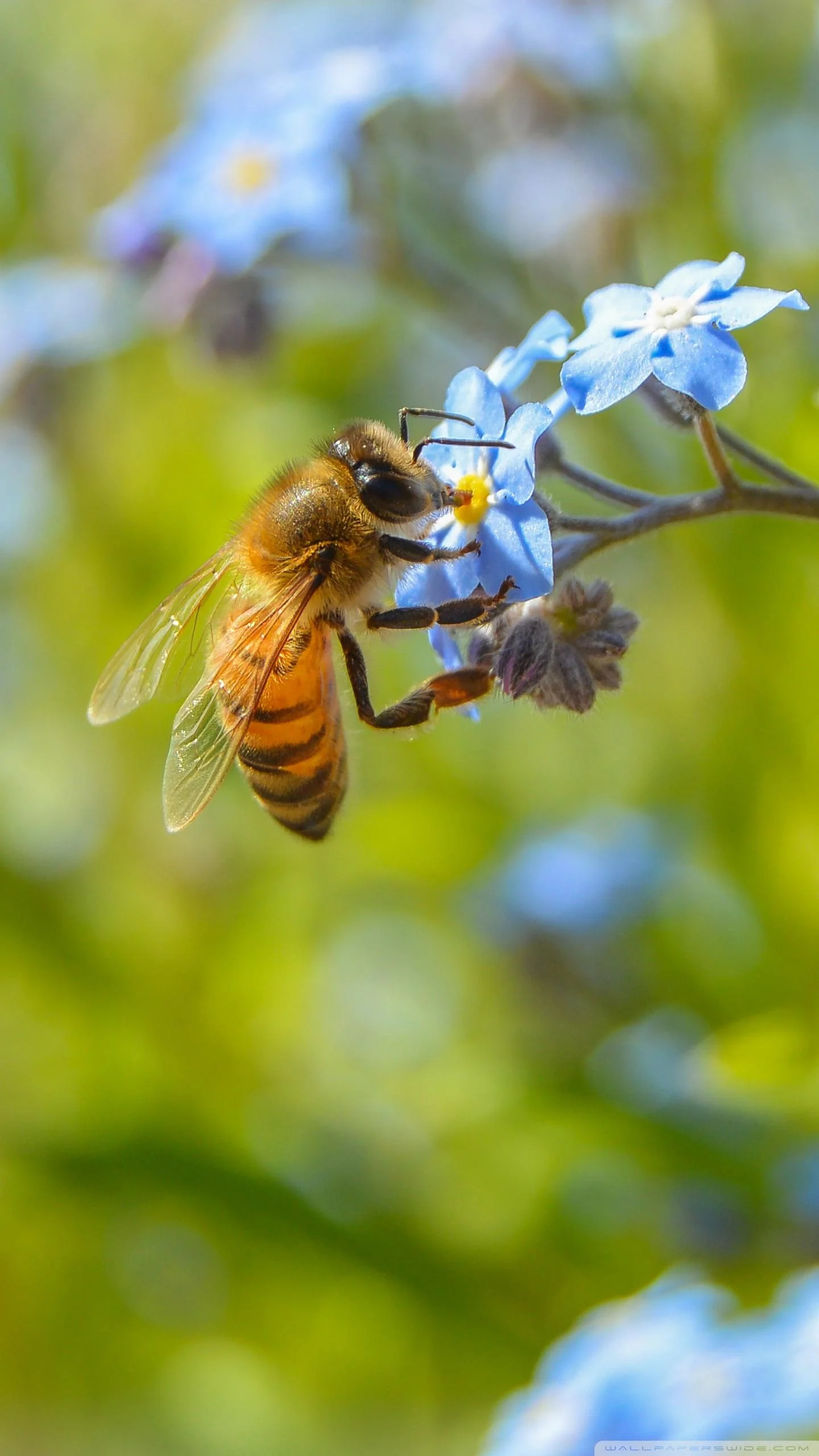 Bee wallpapers, Nature's beauty, Insect's marvel, Floral companions, 1440x2560 HD Phone