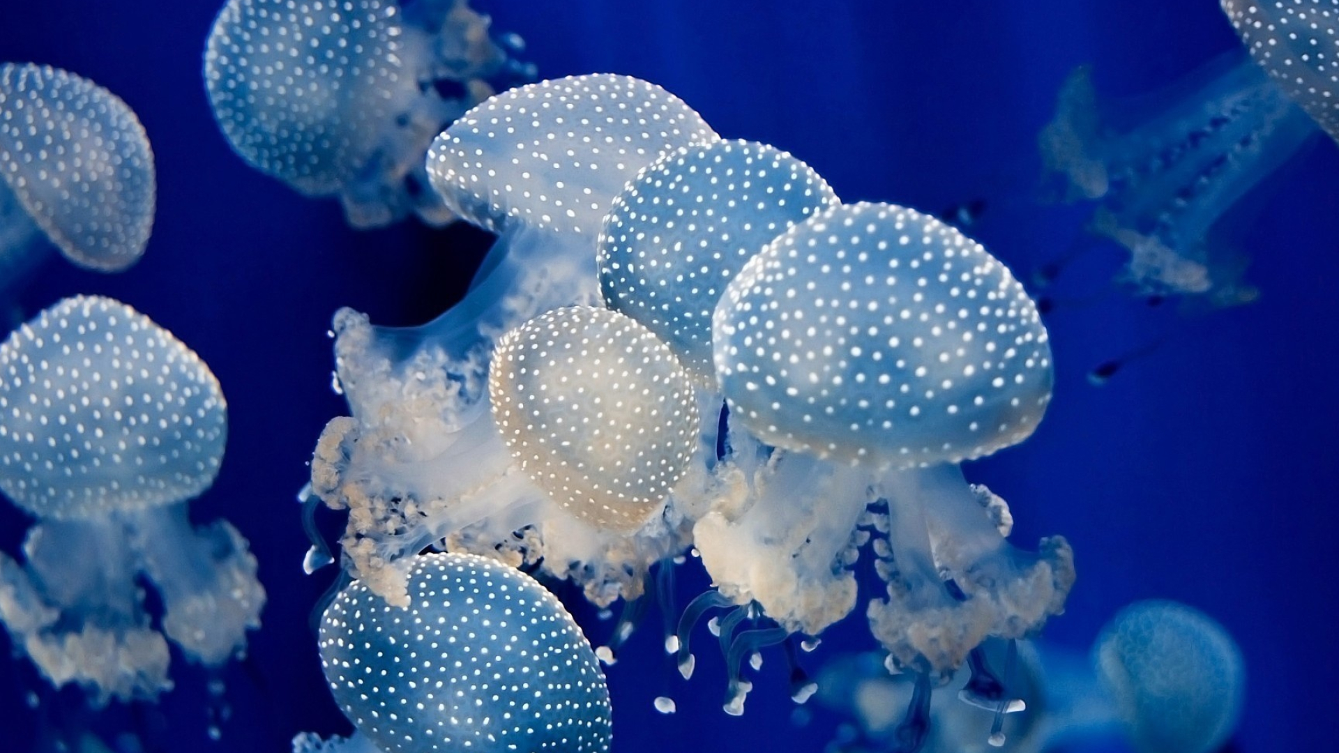 Magnificent jellyfish, Animal wallpaper, Vibrant creatures, Oceanic masterpieces, 1920x1080 Full HD Desktop