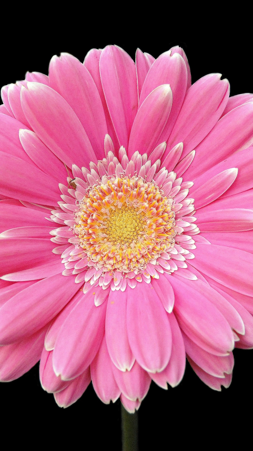 Earth gerbera, Nature's marvel, Floral beauty, Vibrant colors, 1080x1920 Full HD Phone