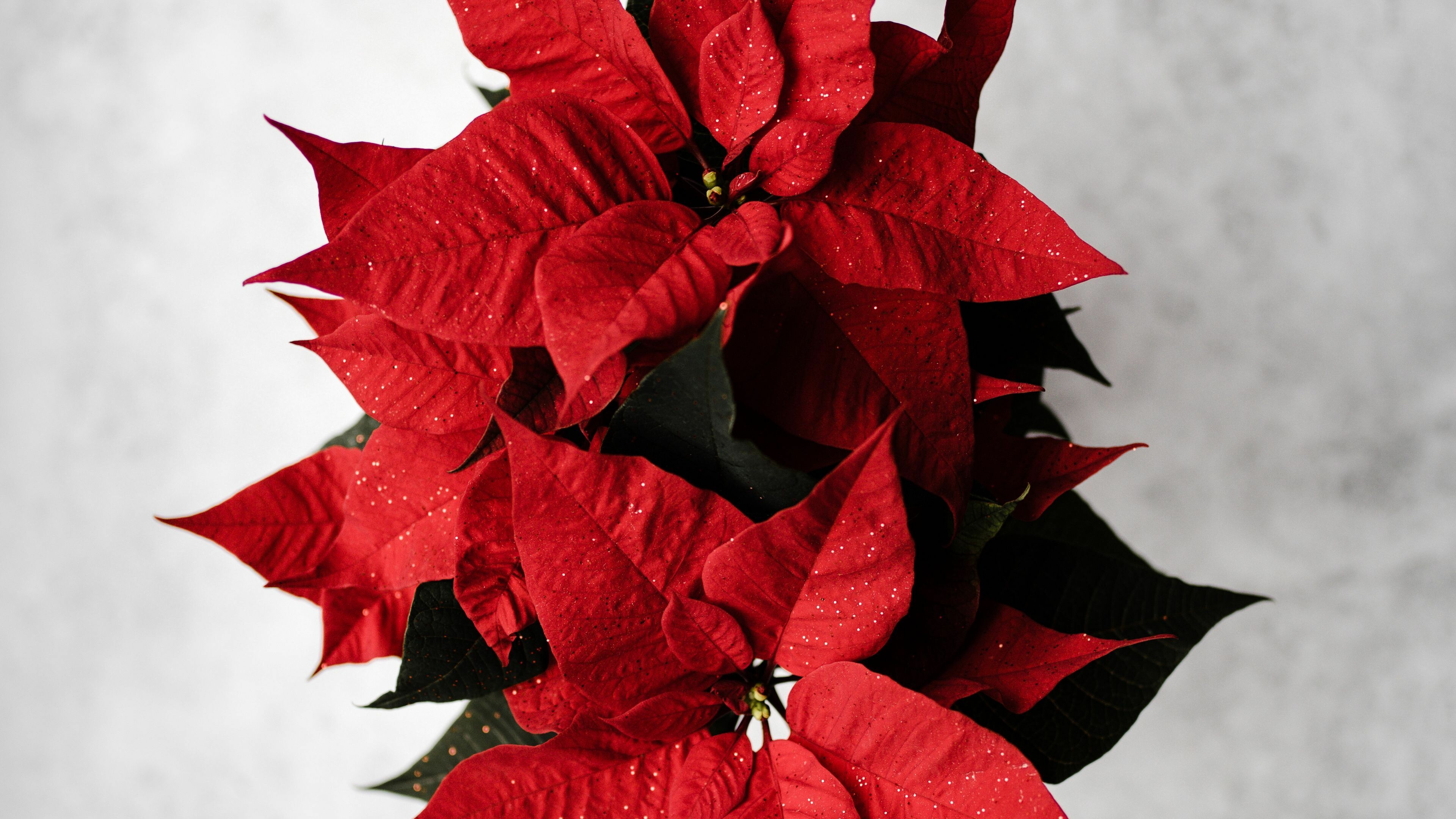 Red abstract, Poinsettia leaves, Vibrant flower, Nature's painting, 3840x2160 4K Desktop