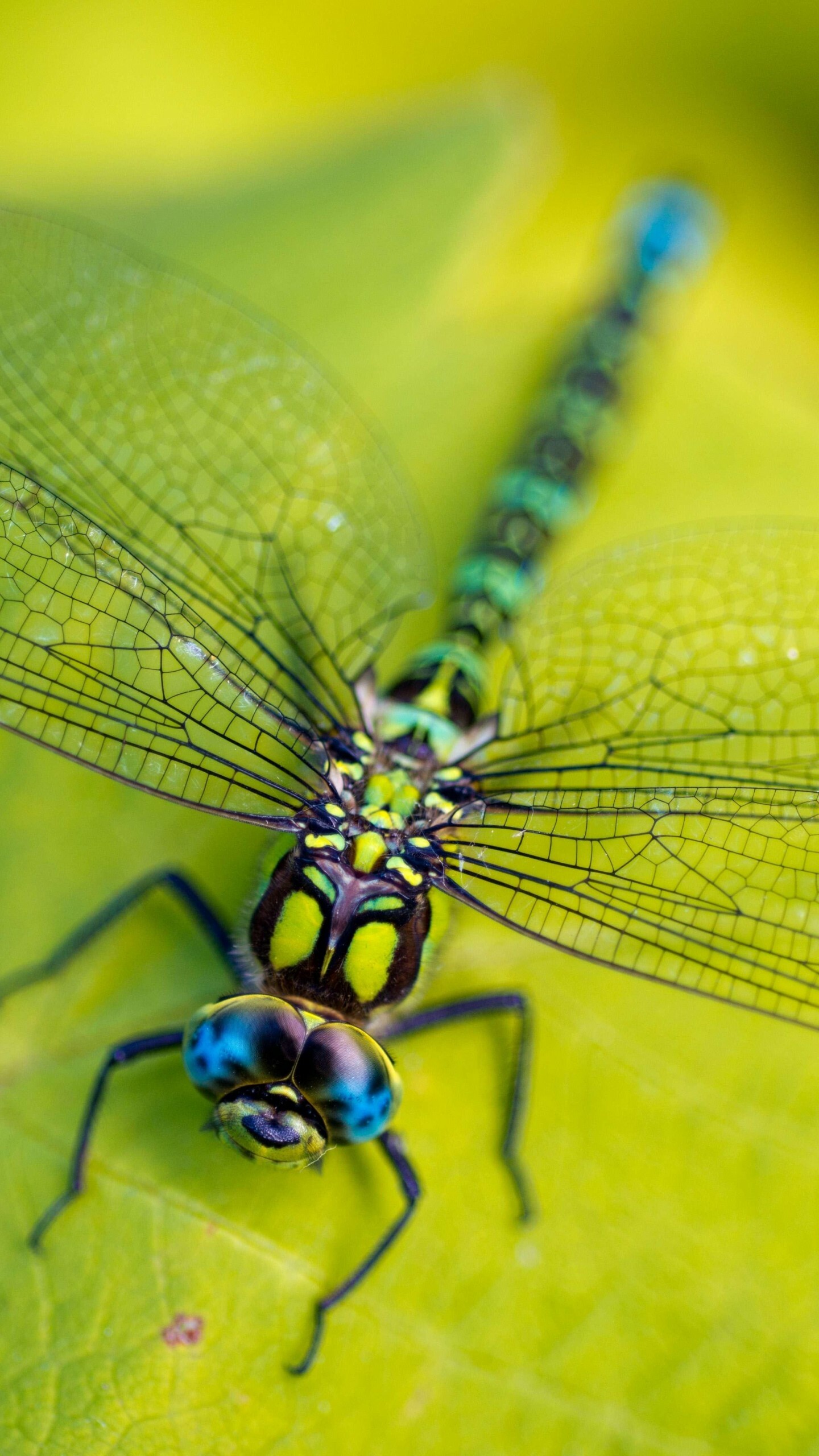 Hairy dragonfly, Dragonflies Wallpaper, 1440x2560 HD Phone