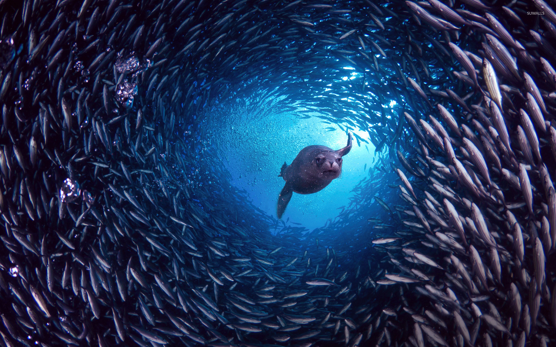 Sea lion hunting, Swirling baitfish tornado, Sunlit blue water, HD Desktop wallpaper