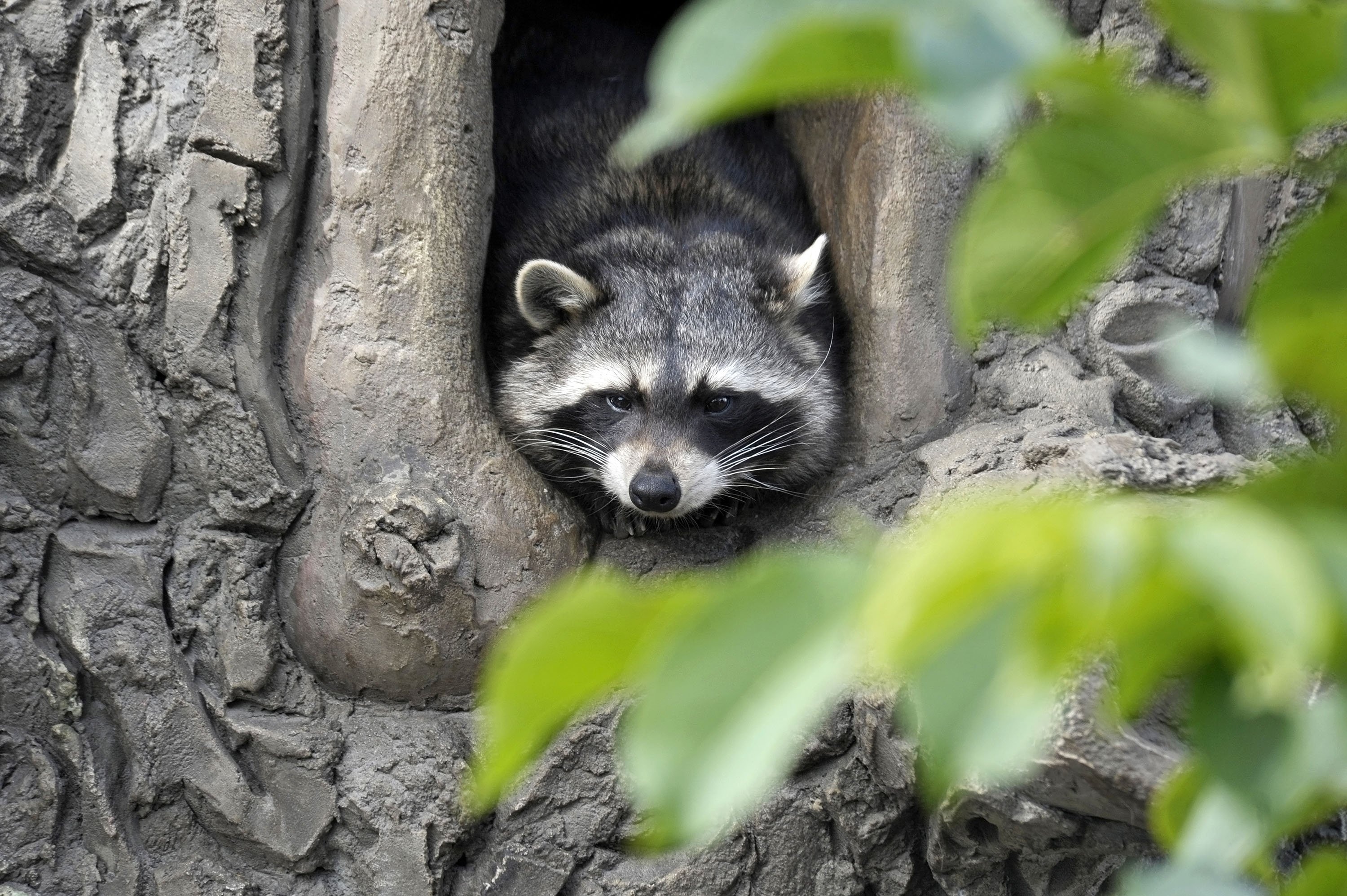 Berlin's raccoon invasion, Urban wildlife, City dwellers, Unusual sight, 3000x2000 HD Desktop
